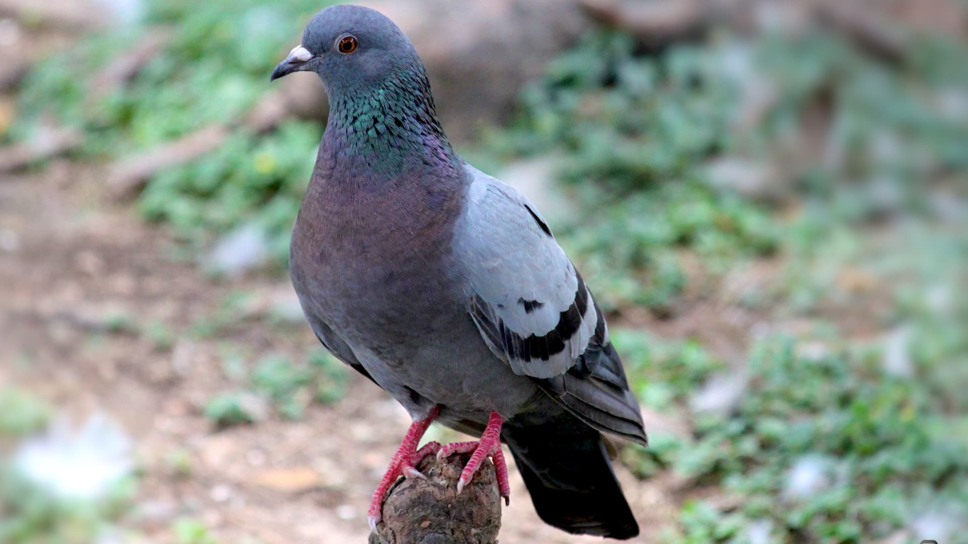 This is a pigeon, a common bird found in many neighborhoods and cities. You can see its blue-gray head with colorful feathers, a small black beak, orange-red eye, dark wings with white markings,...