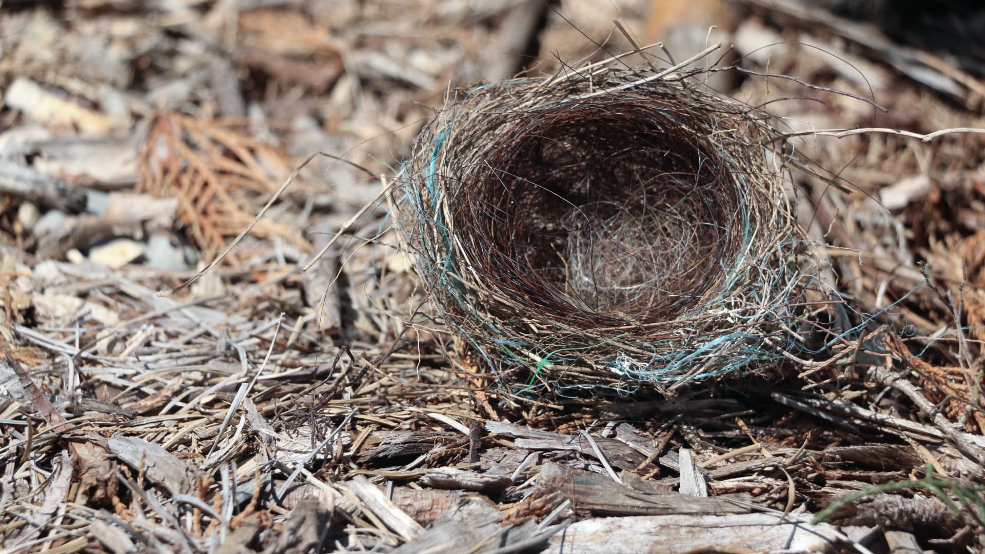 This photo shows an empty bird's nest made of twigs, grass, and other natural materials.