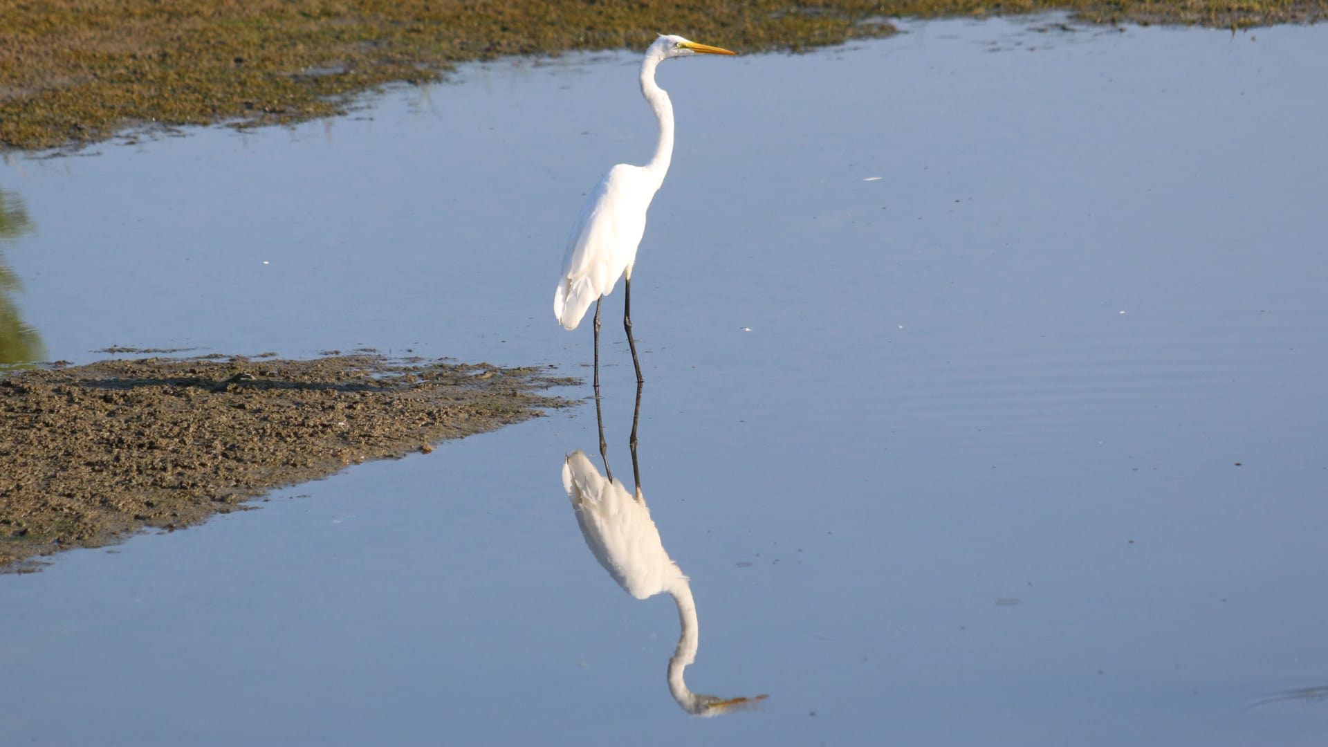 The photo shows a tall, white bird standing in shallow water. Its reflection is clearly visible in the calm water.