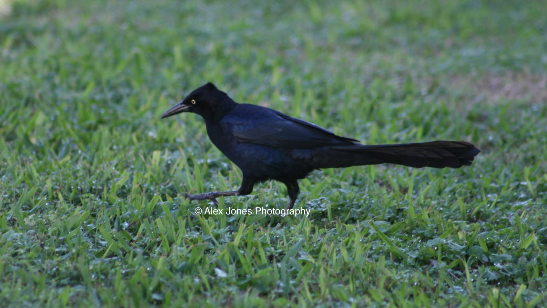 A black bird with a long tail and pointed beak stands on green grass covered with small water drops.