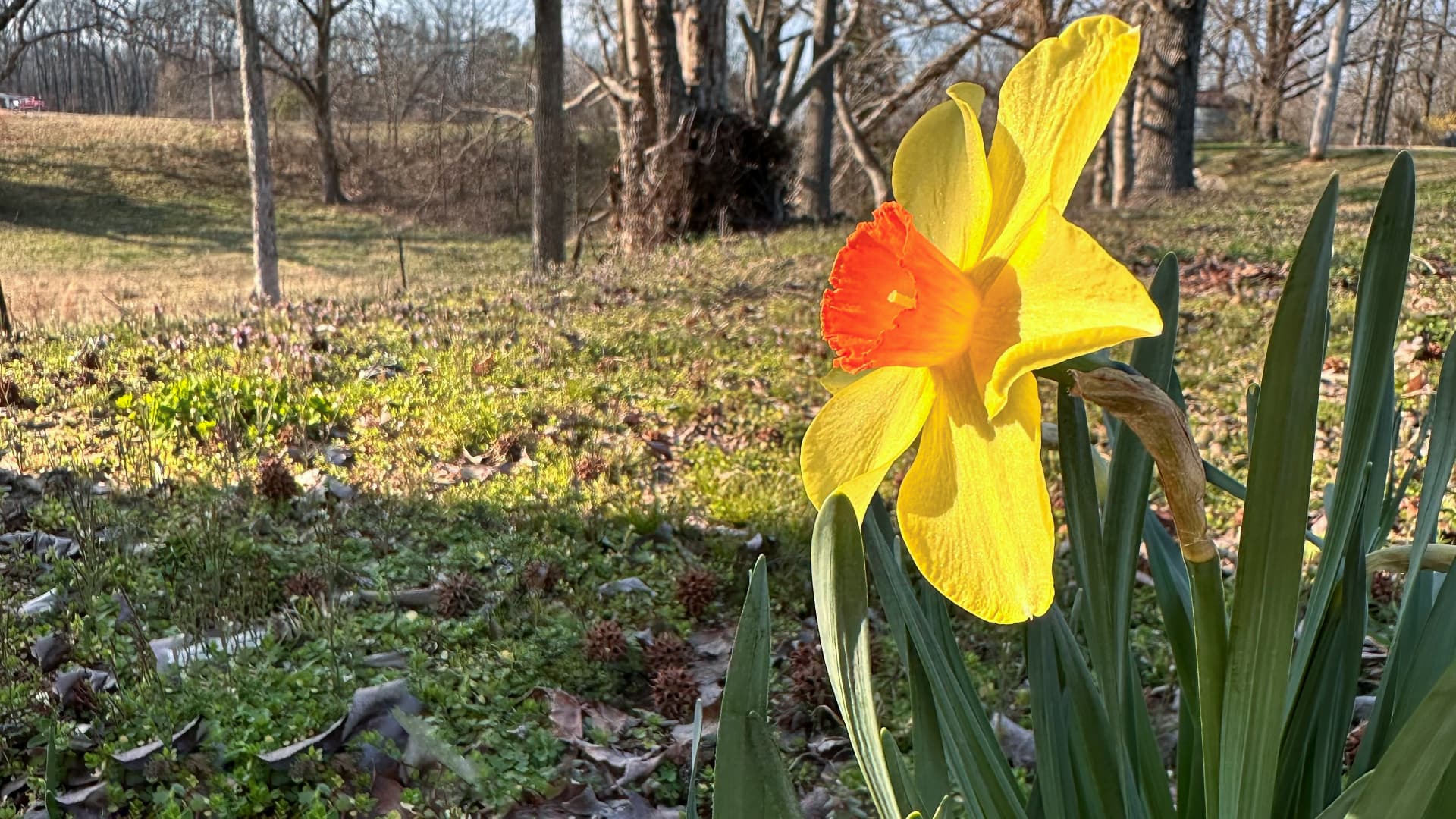 This photograph features a vibrant yellow daffodil in full bloom, with its distinct orange trumpet.