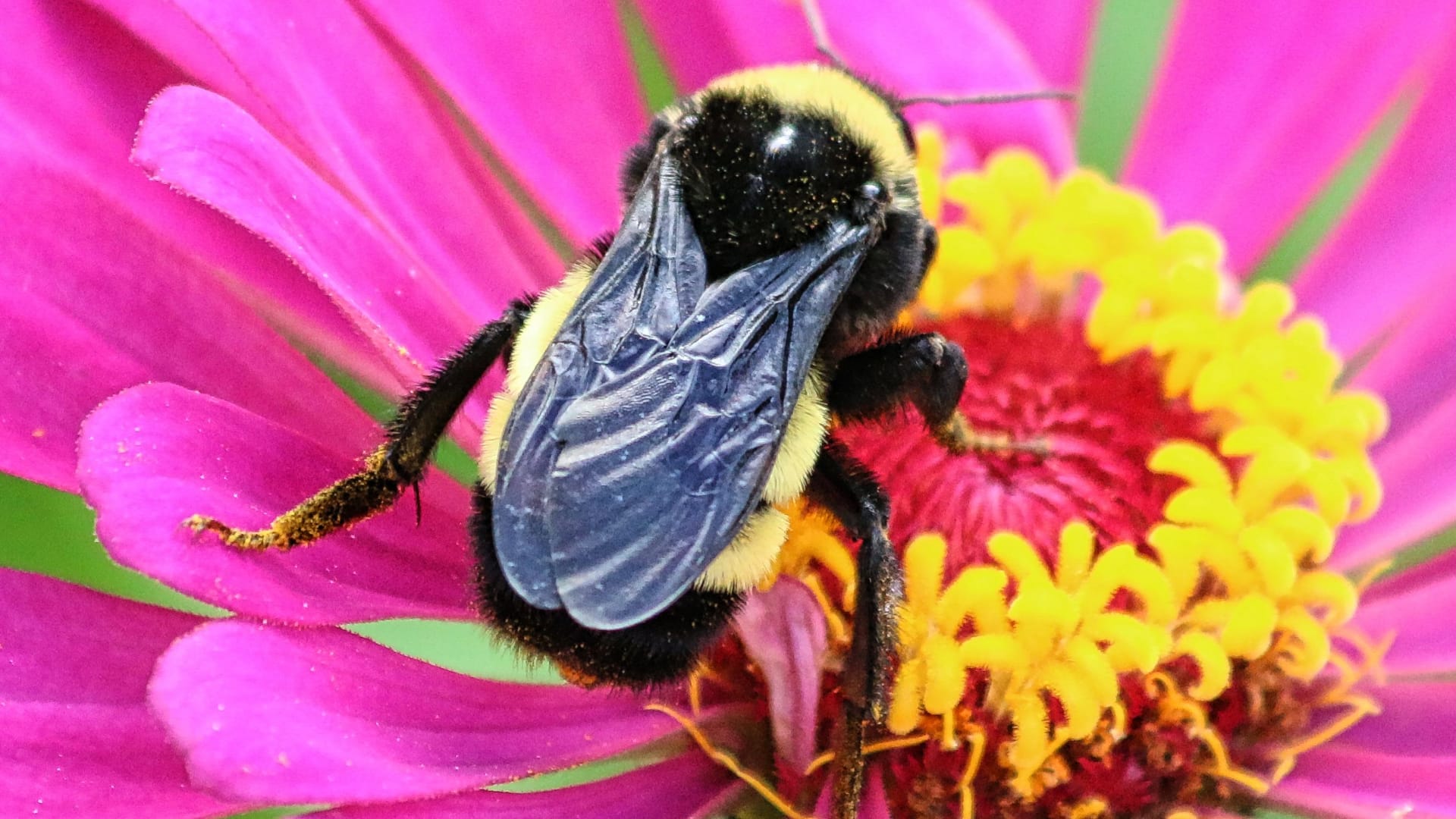 This image shows a fuzzy bumble bee visiting a bright pink and yellow flower. The bee has yellow and black stripes on its body, dark wings, and you can see yellow pollen dust on its legs and body.