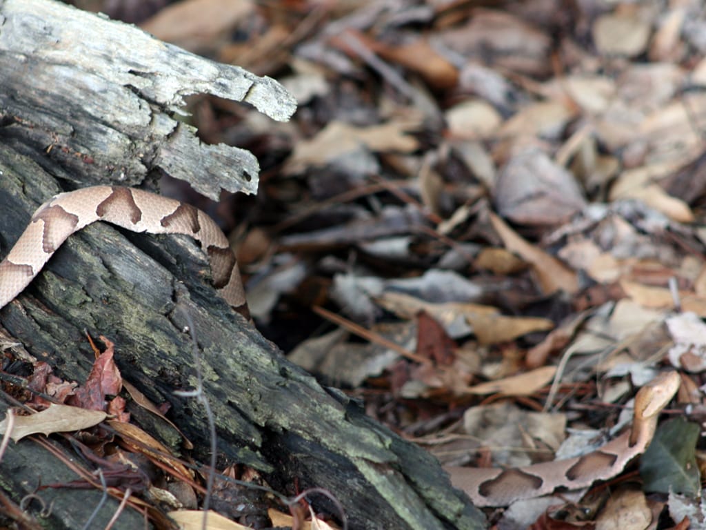 This image shows a small lizard resting on dark, weathered tree bark and fallen leaves on the forest floor.