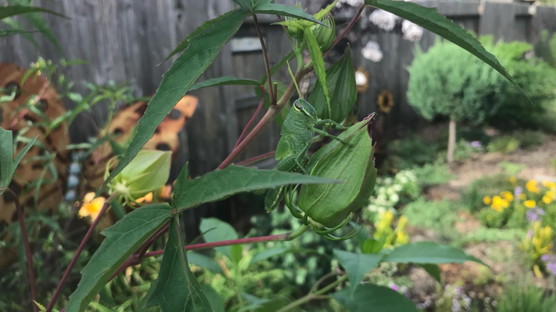 This image shows a green grasshopper perched on a plant stem, blending in with its surroundings.