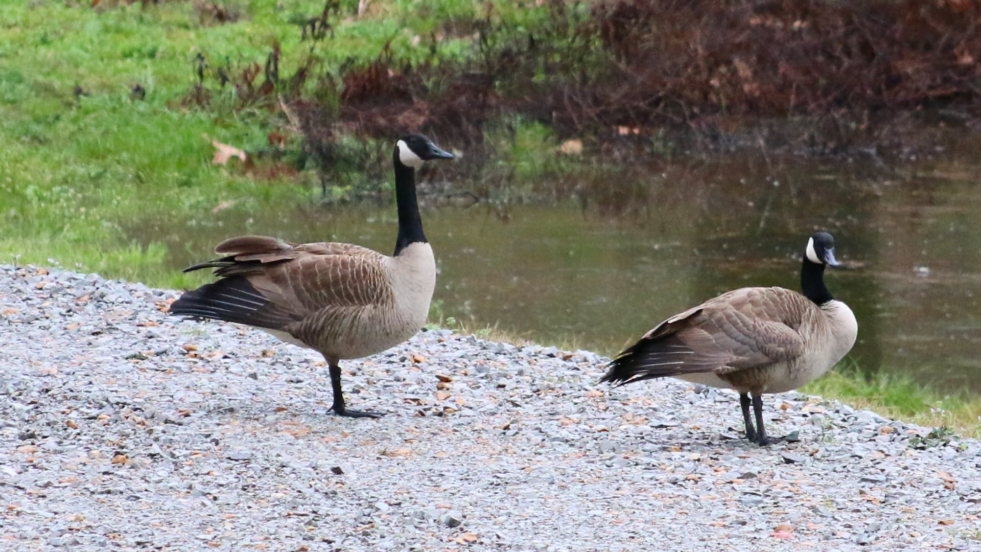 Two Canadian geese are standing on a gravelly shore next to a body of water. One goose stands on two legs, while the other stands on one leg, with the other tucked up.
