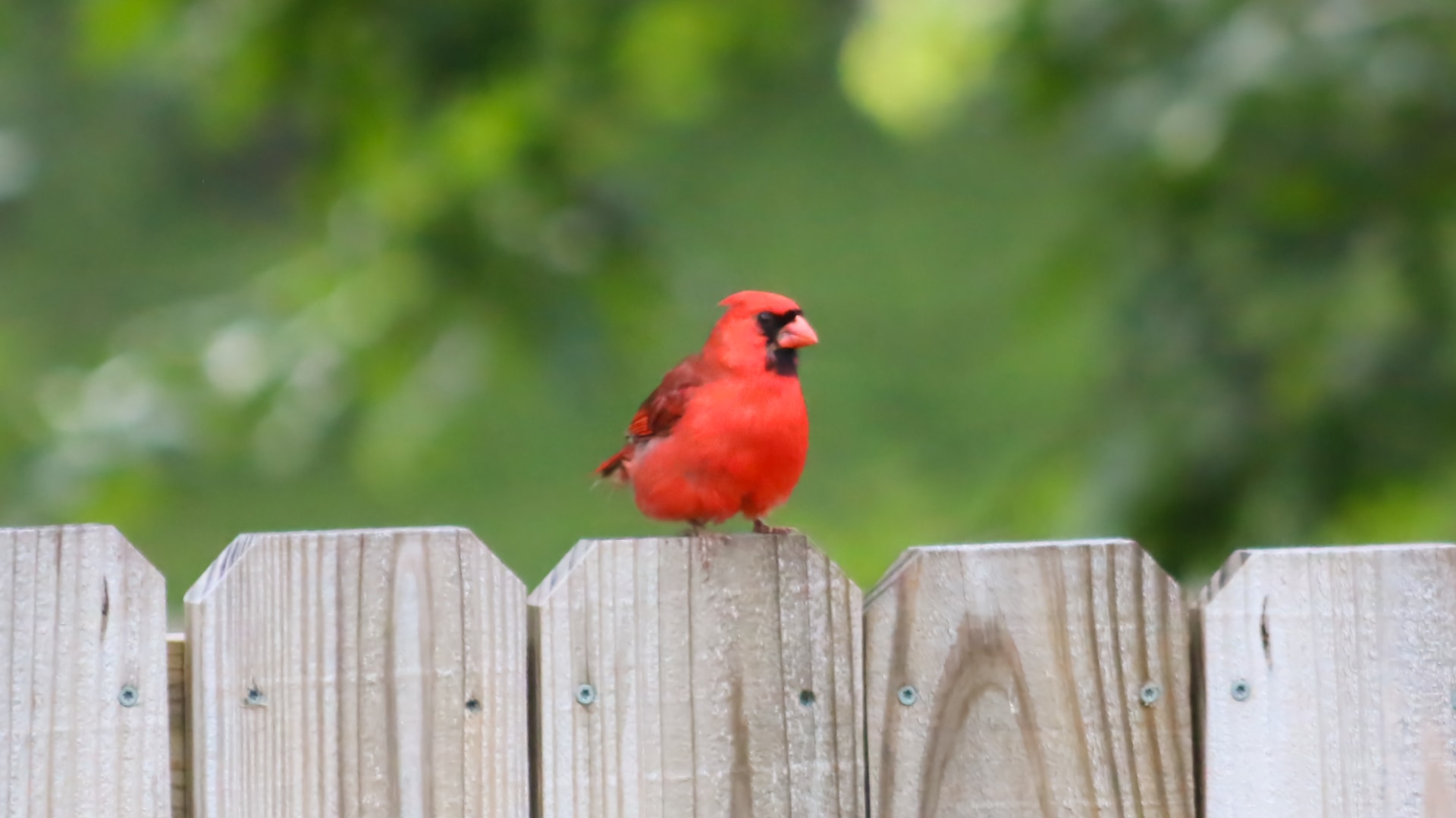 A bright red cardinal is perched on a wooden fence. The background is softly blurred with green leaves, suggesting a natural outdoor environment.