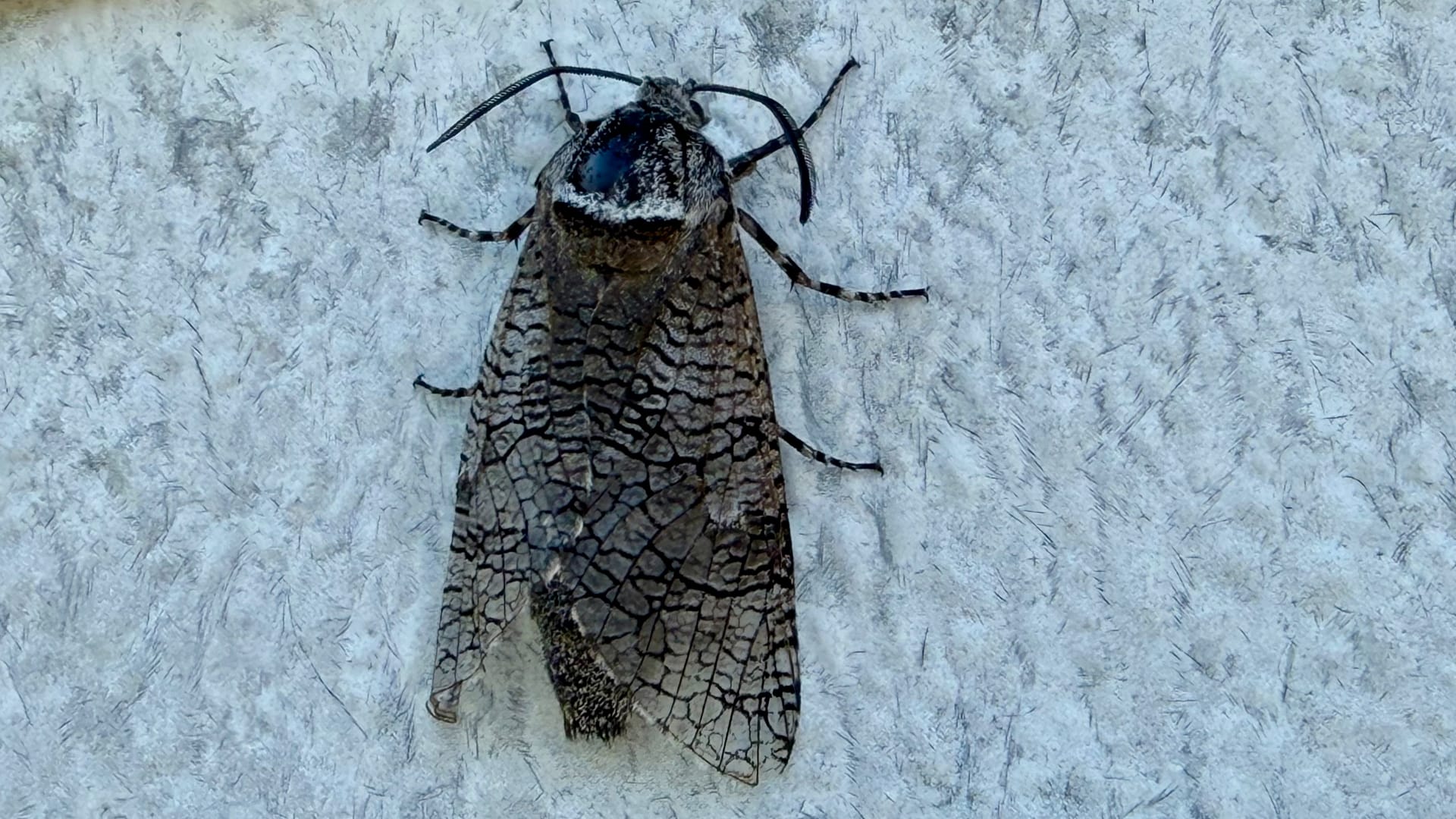 The photo shows a moth resting on a textured surface. The moth has large wings with a pattern of dark lines on a lighter background, resembling camouflage.