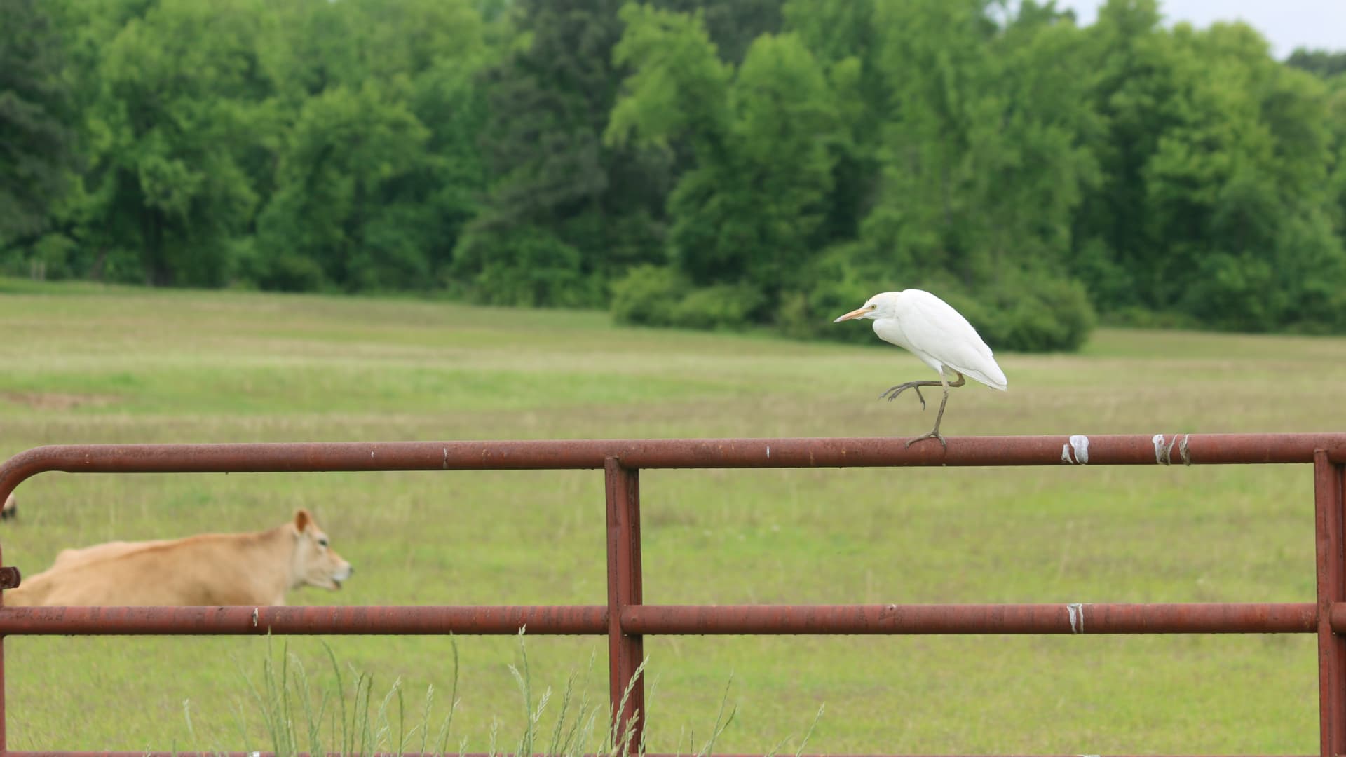 In this image, a white bird called a cattle egret stands on a rusty fence rail while a brown cow grazes in a pasture below.