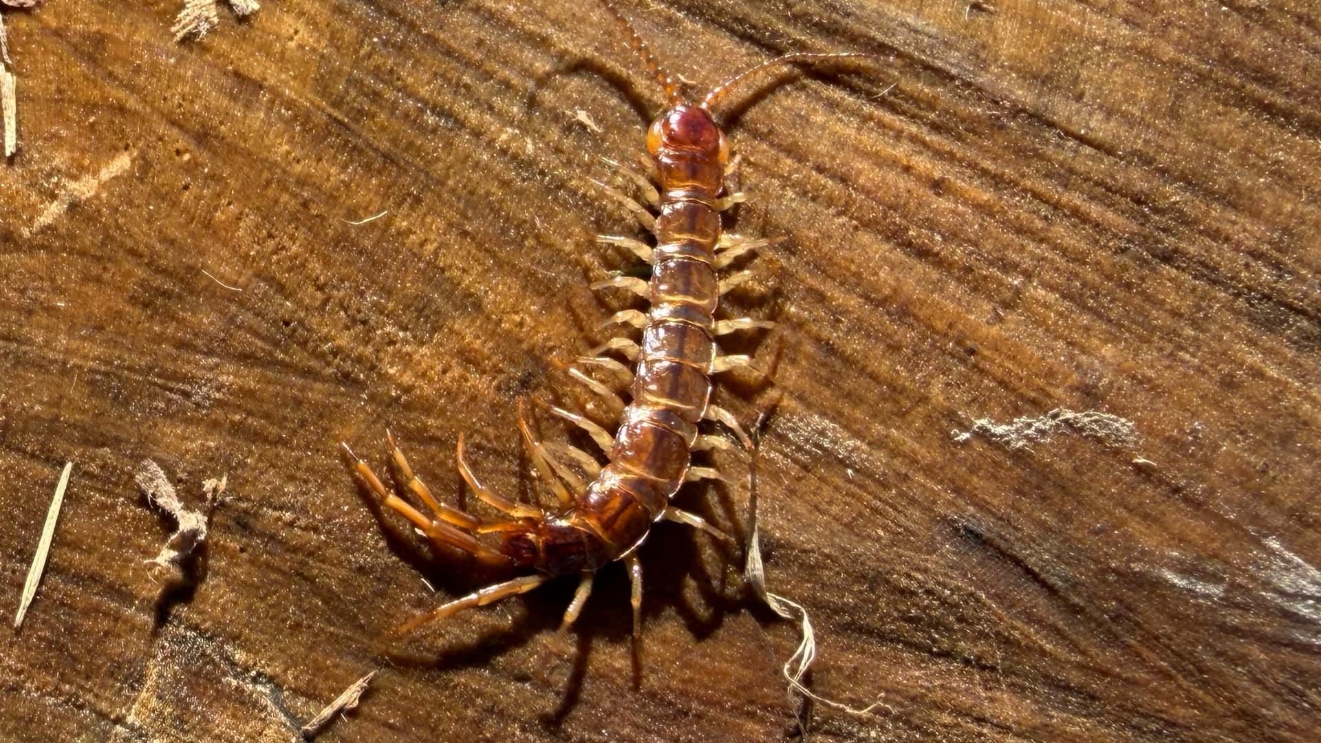 This image shows a centipede on a piece of wood or bark. You can see its long, flat brown body made up of many segments lined up in a row, with legs sticking out from the sides of each segment.