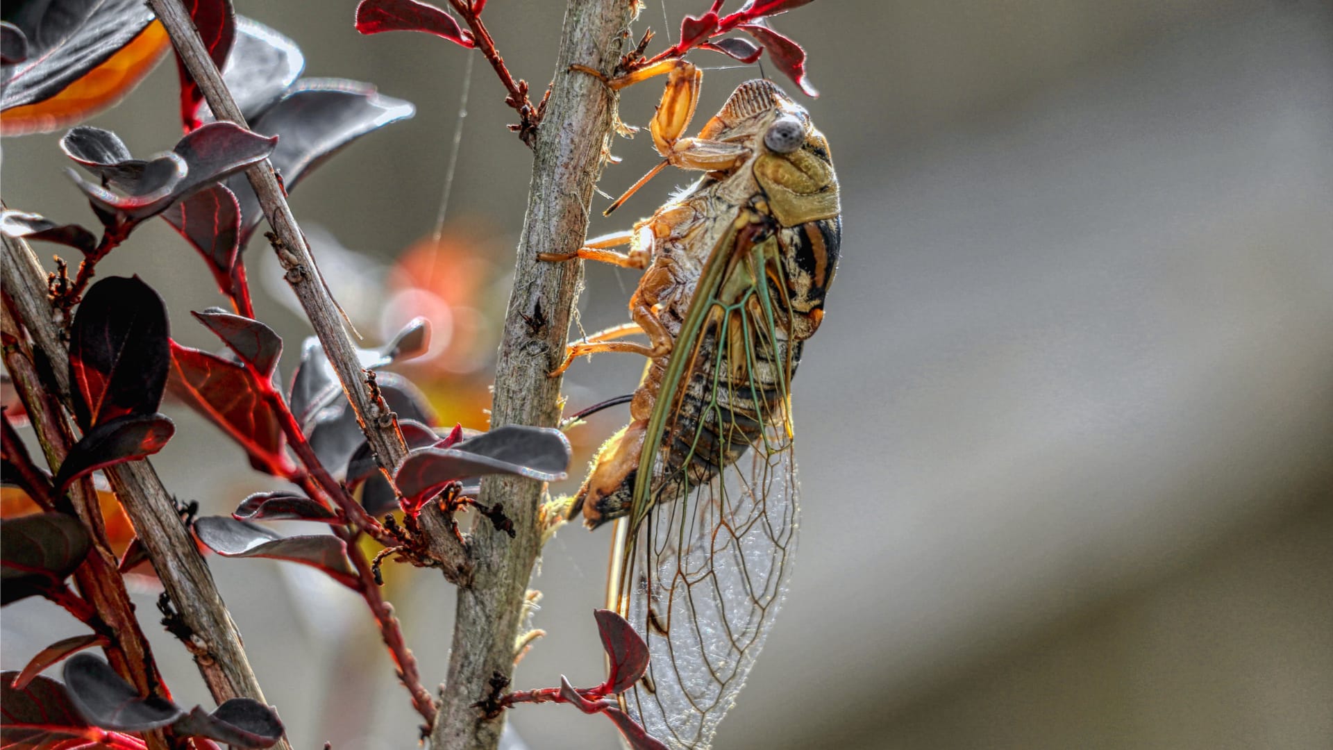 A large cicada with golden-brown coloring sits on a tree branch. You can see its big, clear wings with dark lines running through them.