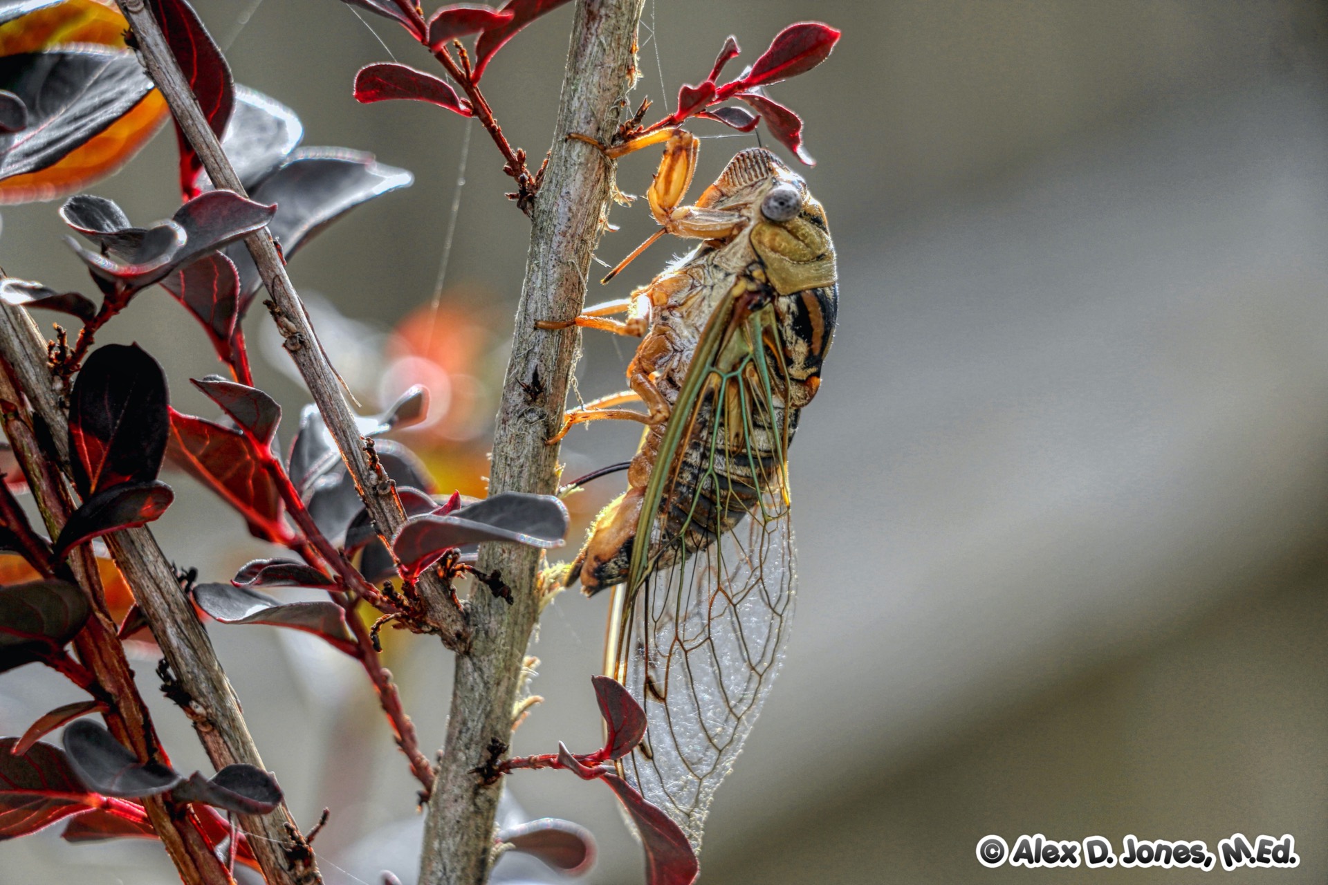 A large cicada sits on a tree branch with colorful red and green leaves. The cicada has clear wings with dark lines, big eyes, and a brown body.