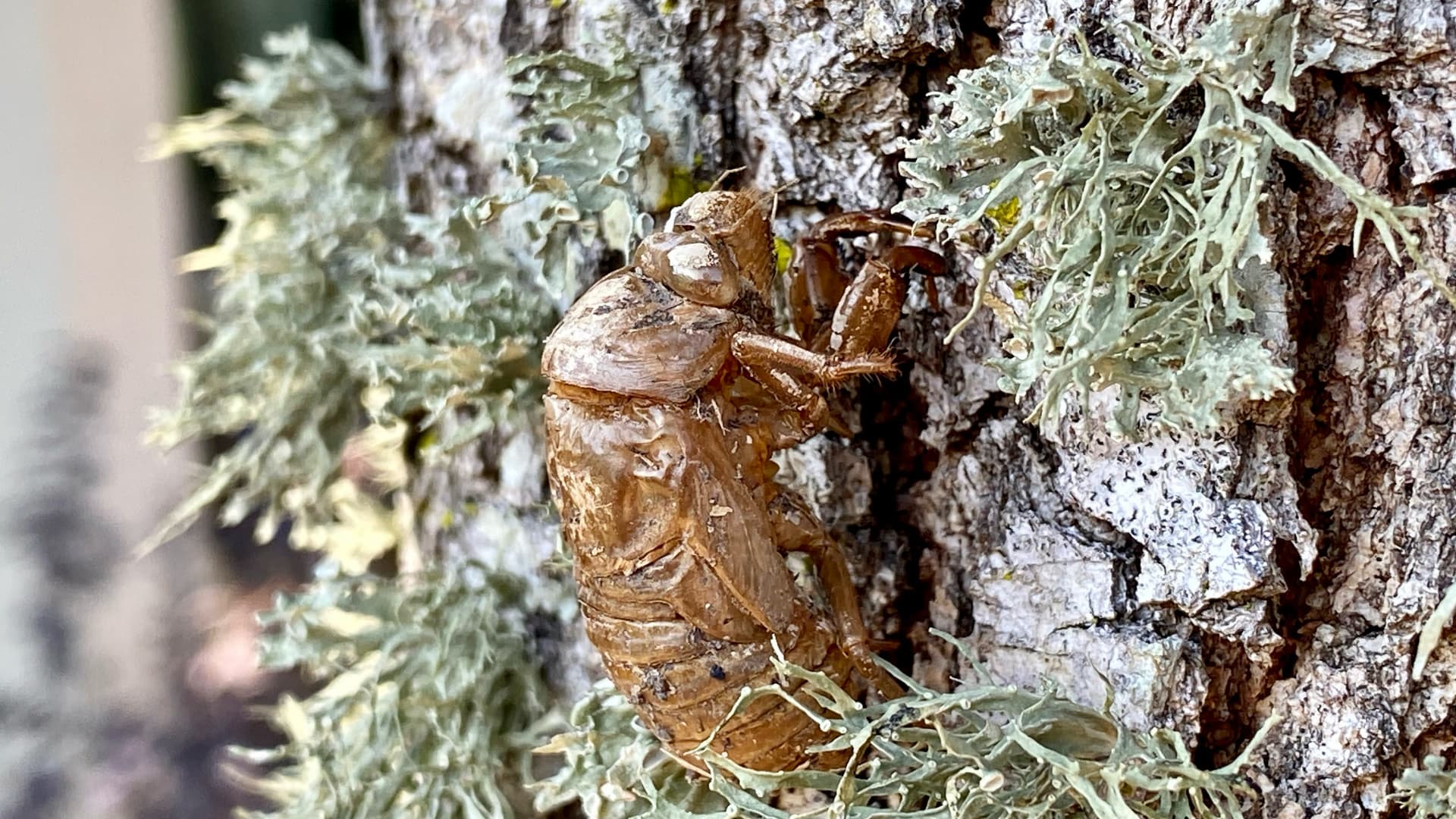 This image shows a cicada's shed exoskeleton (outer skin) clinging to tree bark surrounded by lichen.