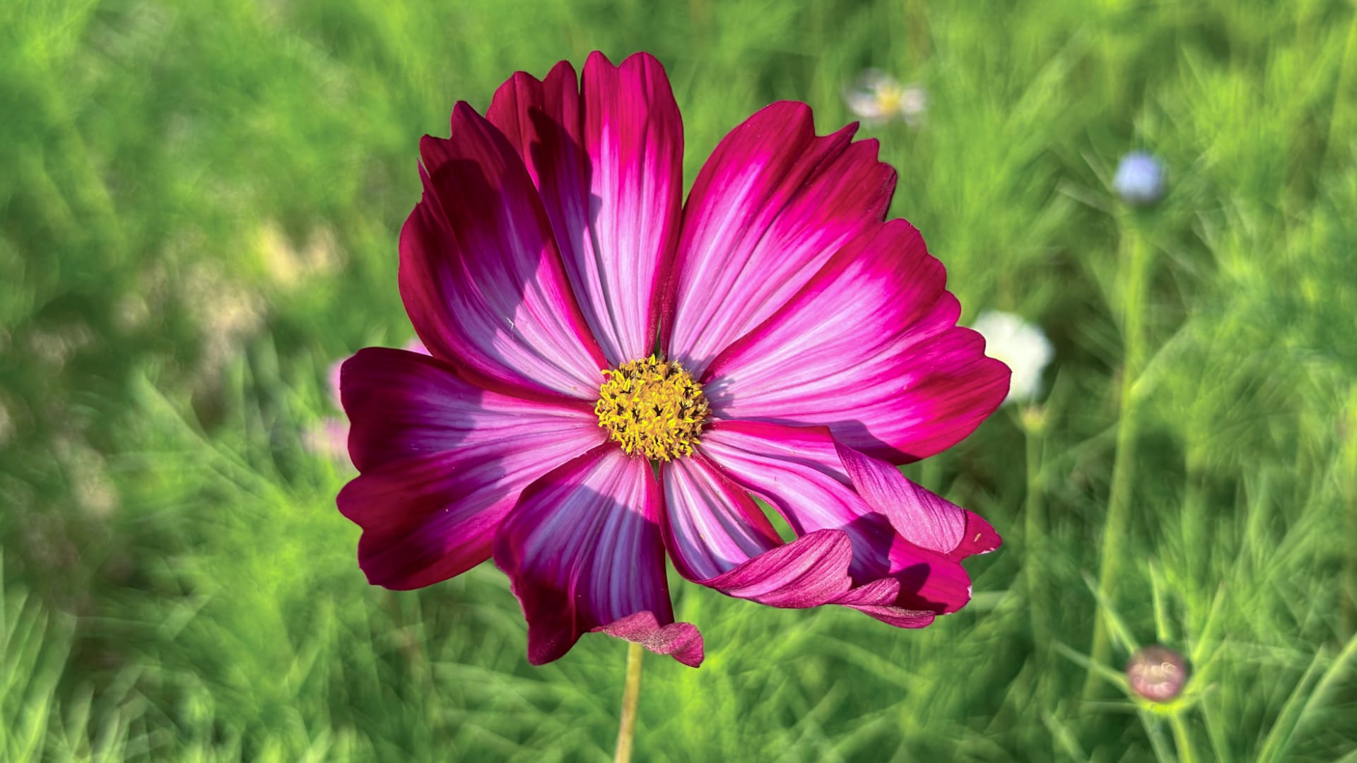 This photograph shows a vibrant pink and white cosmos flower in bloom, with a yellow center.