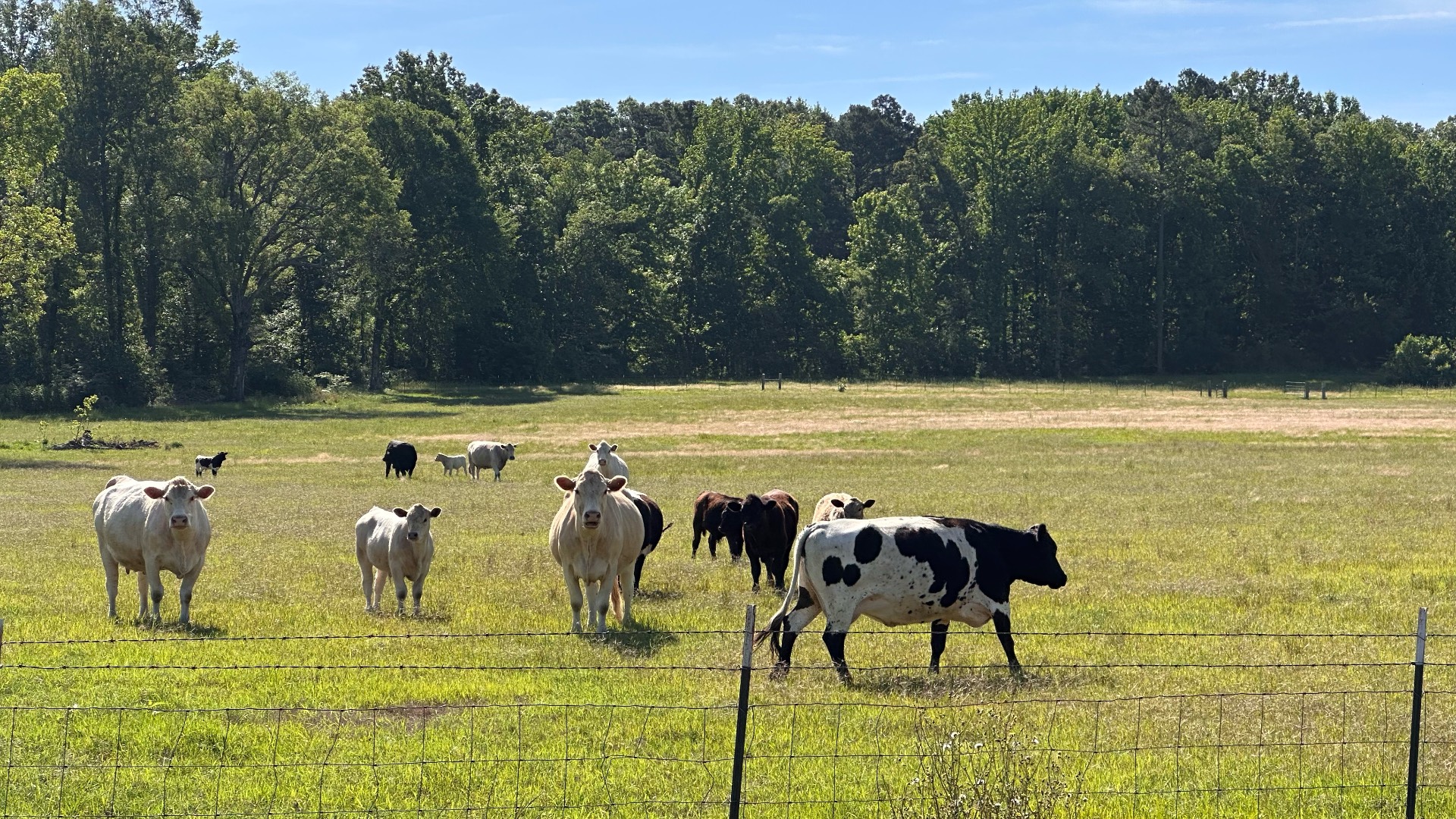 A herd of cows grazes in a green pasture surrounded by trees and blue sky. The cows have different colors - some are white, some are black, and some have black and white spots.