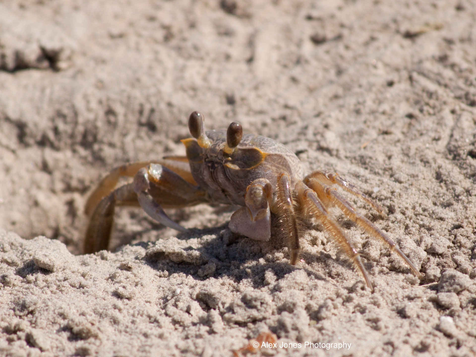 This image shows a ghost crab on sandy beach ground. The crab has a tan or brownish color that helps it blend in with the sand, two long eye stalks pointing upward, and ten legs (including two...