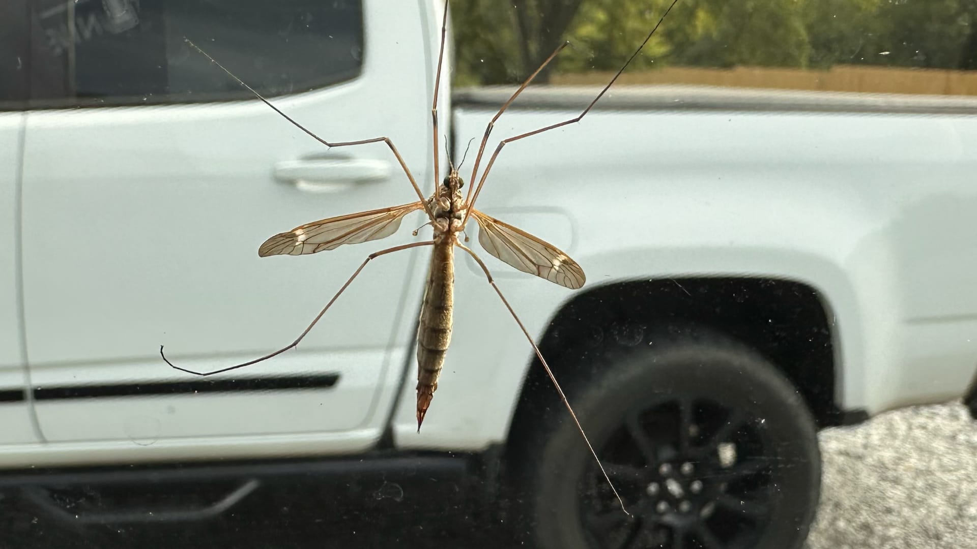 This close-up image shows a large, delicate insect with long legs and transparent wings resting on a window.