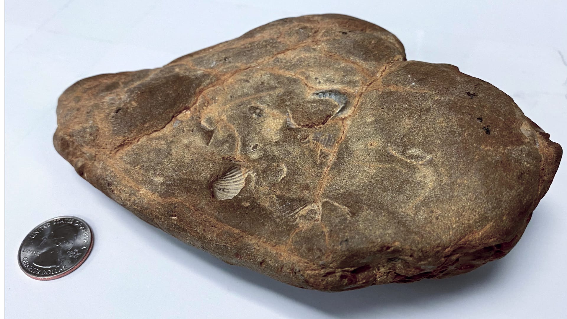 This photo shows a rock with fossils embedded in it. Fossils are the remains or imprints of ancient living things, like shells, that turned into rock over millions of years.