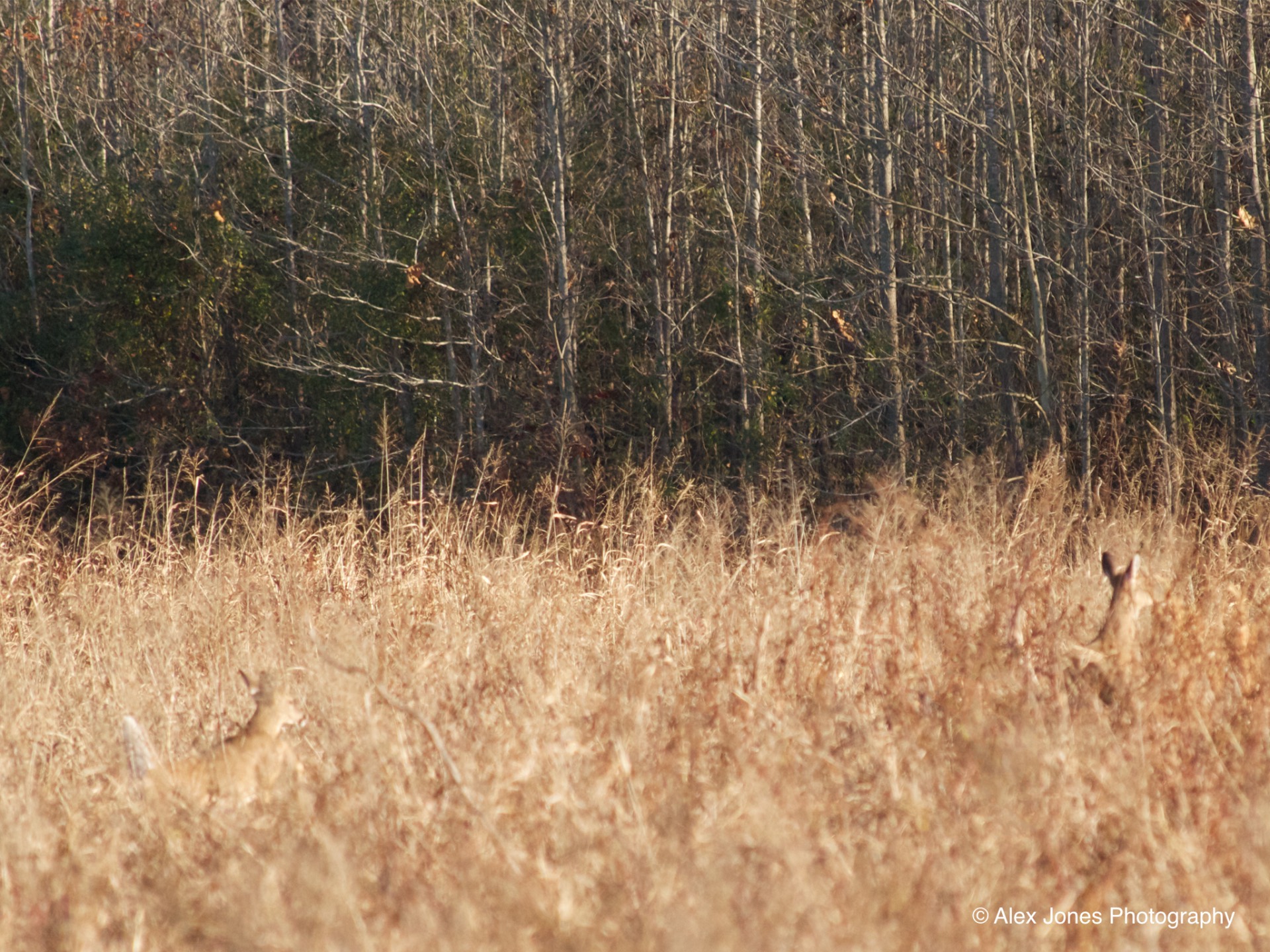 In this picture, you can see deer hiding in tall, golden grass near some trees. The deer's brown fur matches the color of the dried grass so well that they are hard to spot.