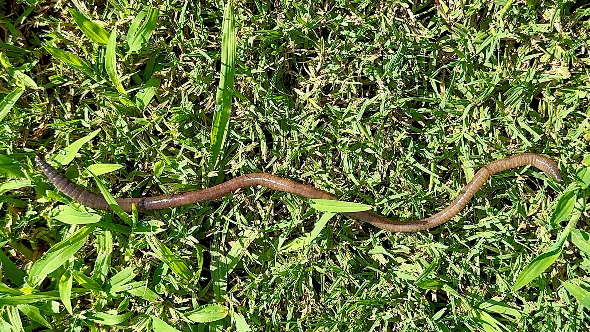 This image shows an earthworm on moist soil and grass. The earthworm has a long, brown body made up of many ring-like segments.