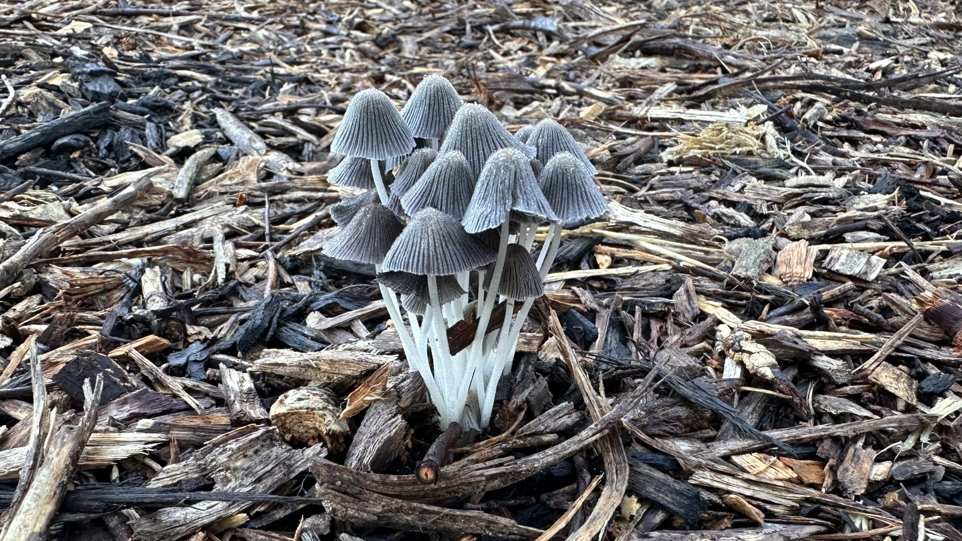This image shows a cluster of small mushrooms with pale, cone-shaped caps growing from dark wood chips.