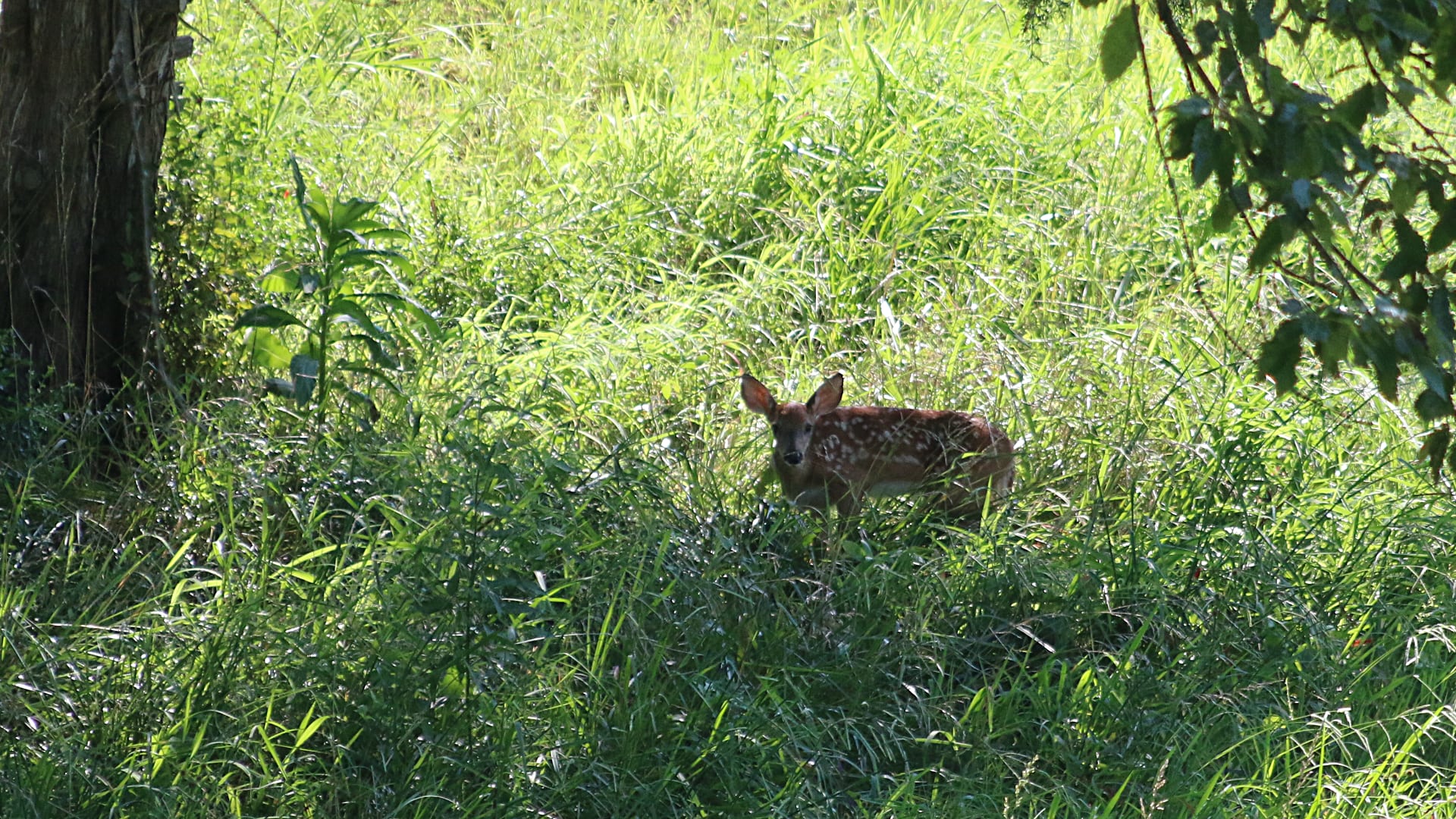 A young deer, called a fawn, stands in tall green grass near a tree. The fawn has white spots on its brown fur.