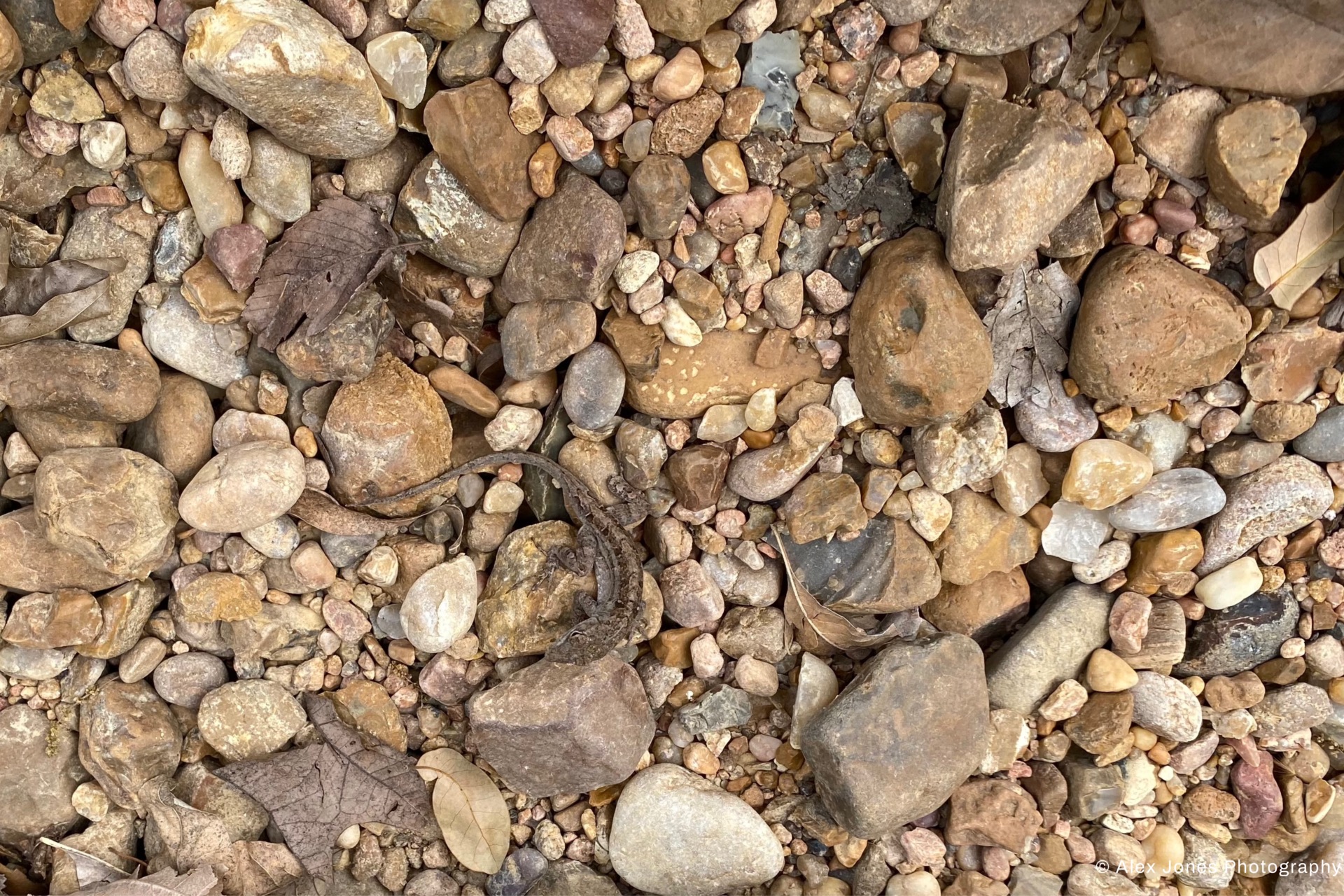 This image shows many rocks, pebbles, and stones of different sizes, colors, and shapes scattered together.
