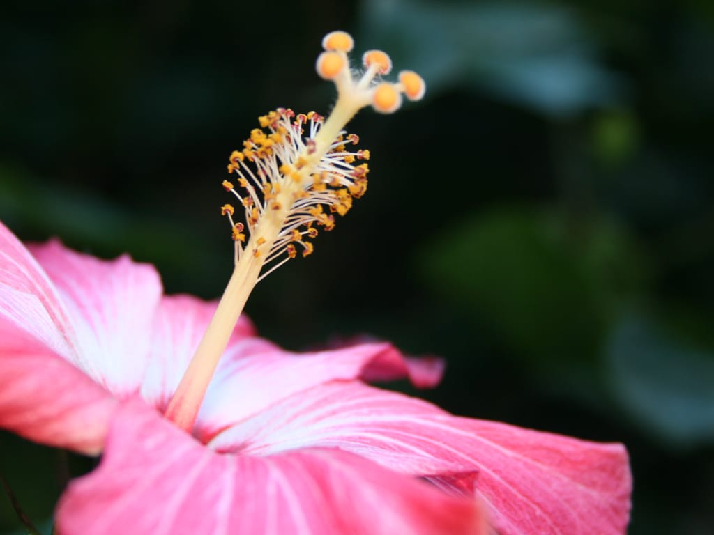 This image shows a bright pink flower with a long, thin structure sticking up from its center that has yellow dust-like particles and round balls at the tip.