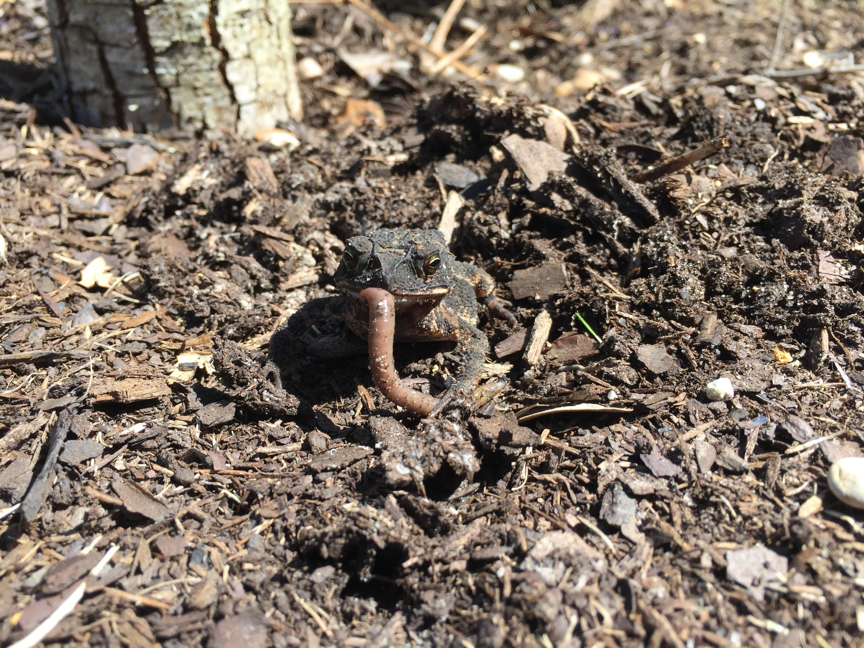 This image shows a small lizard resting on dark soil surrounded by decomposing wood, leaves, and organic material.