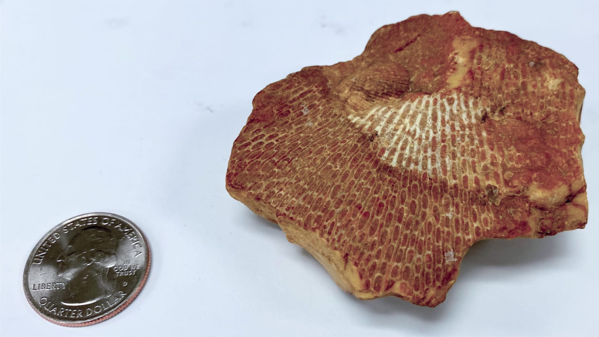 This photo shows a fossil, which is the preserved remains or traces of ancient life.