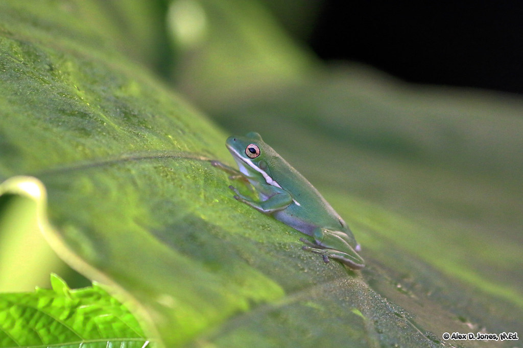 A small green tree frog sits on a large green leaf. The frog has smooth, bright green skin and big red eyes.