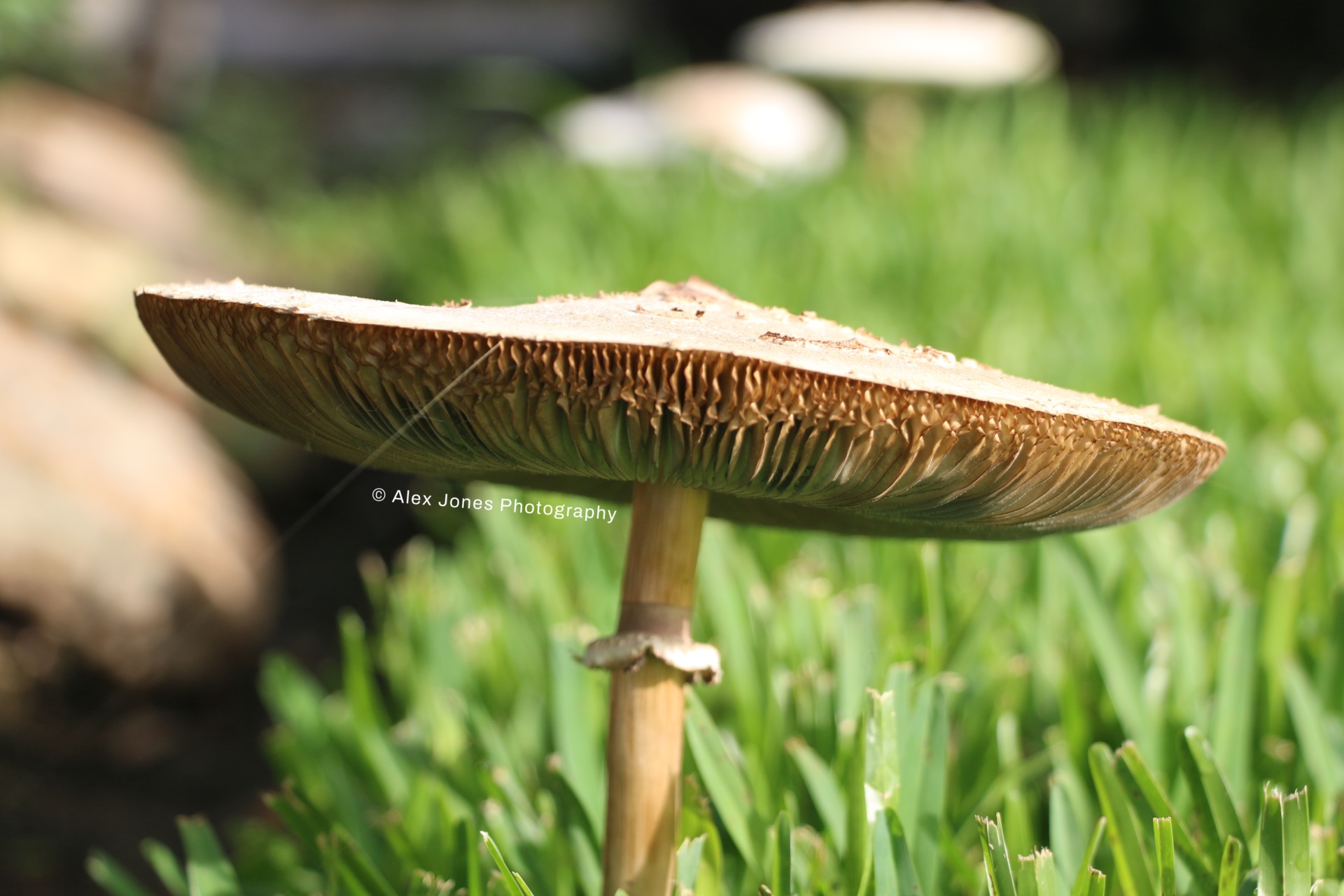 This picture shows a mushroom growing in green grass. The mushroom has a light brown cap with dark lines underneath called gills.