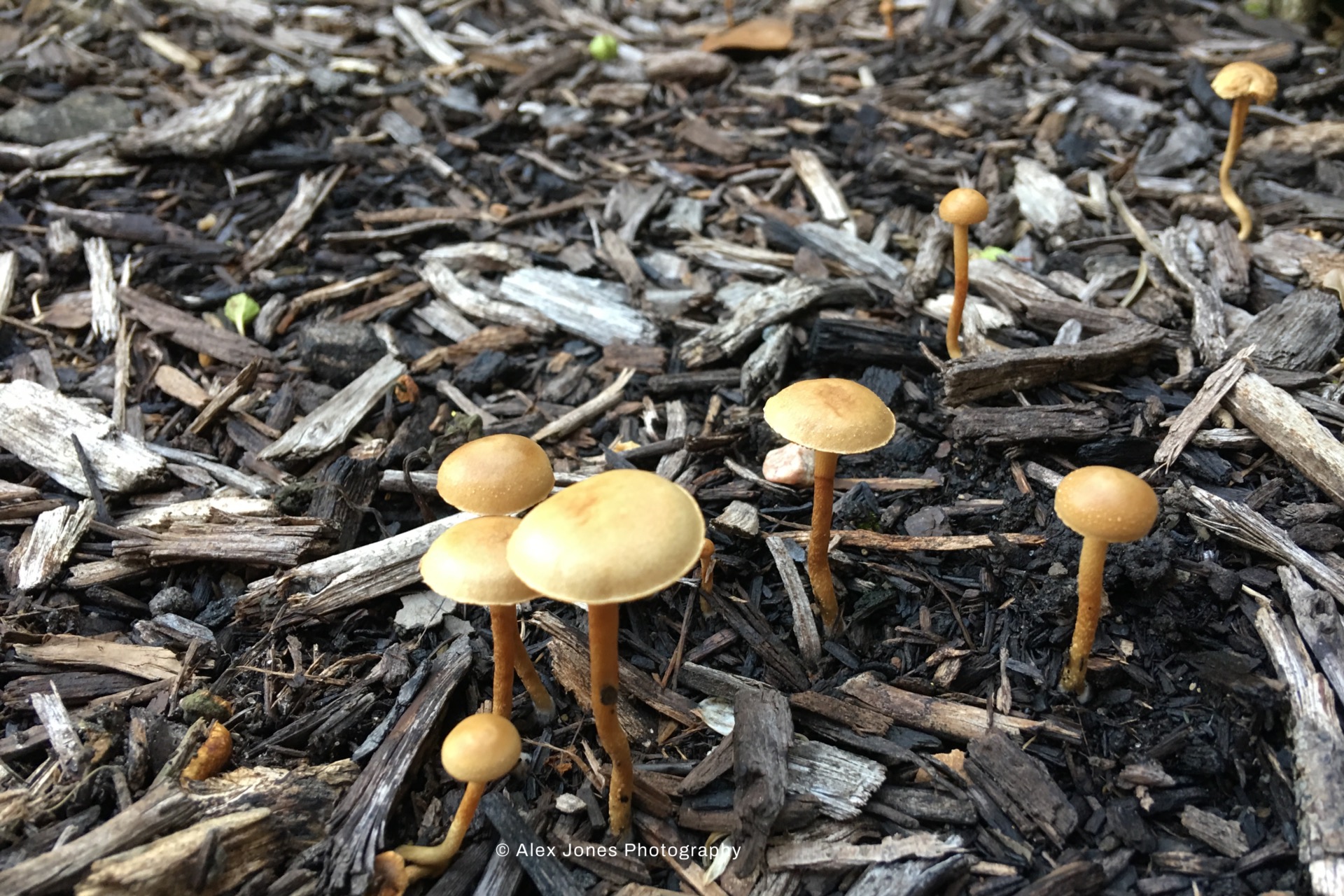 Small brown mushrooms with round caps and thin stems are growing from the forest floor.