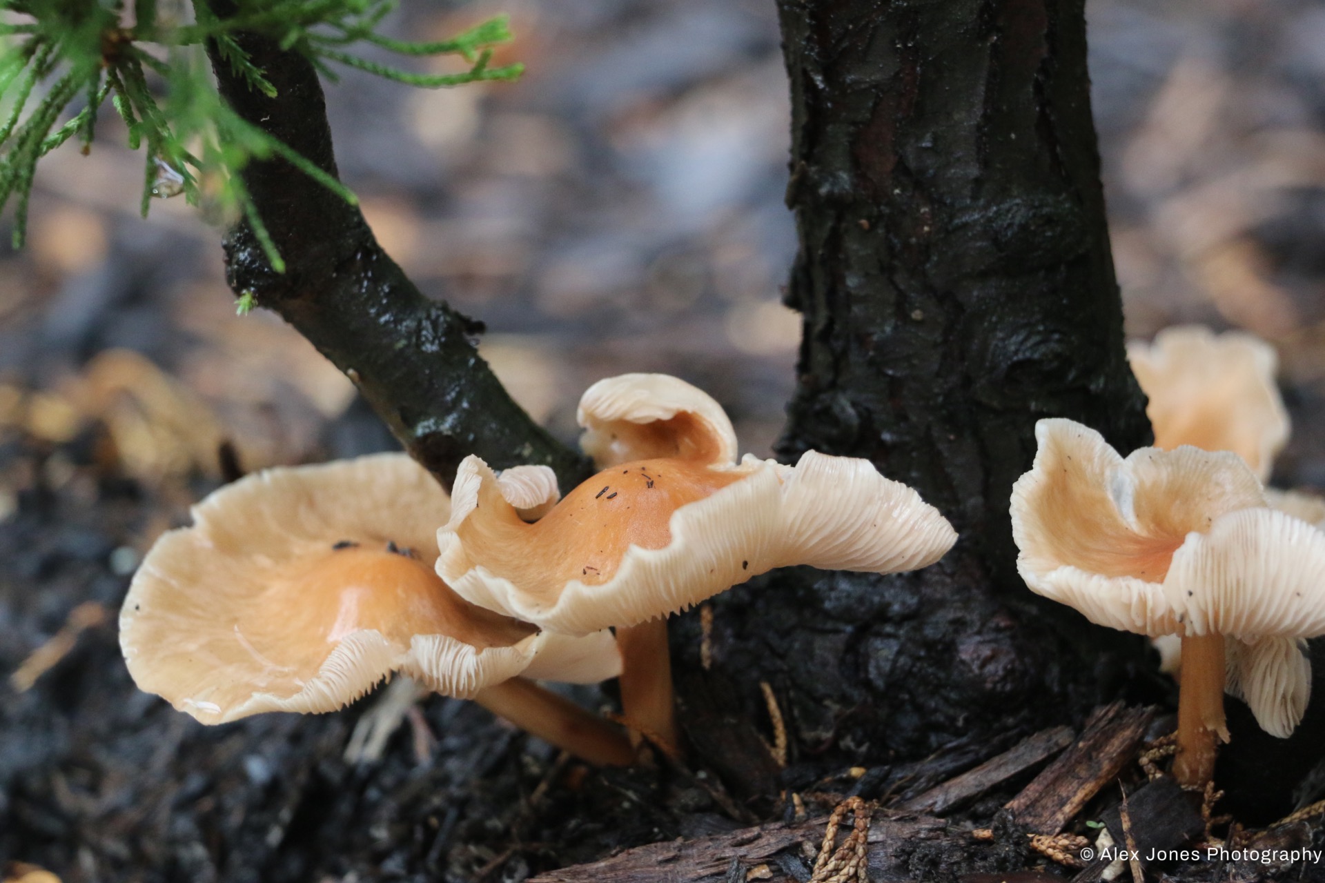 These light-colored mushrooms are growing on dark tree bark in a forest. The mushrooms have wavy, fan-like caps with thin lines underneath called gills.