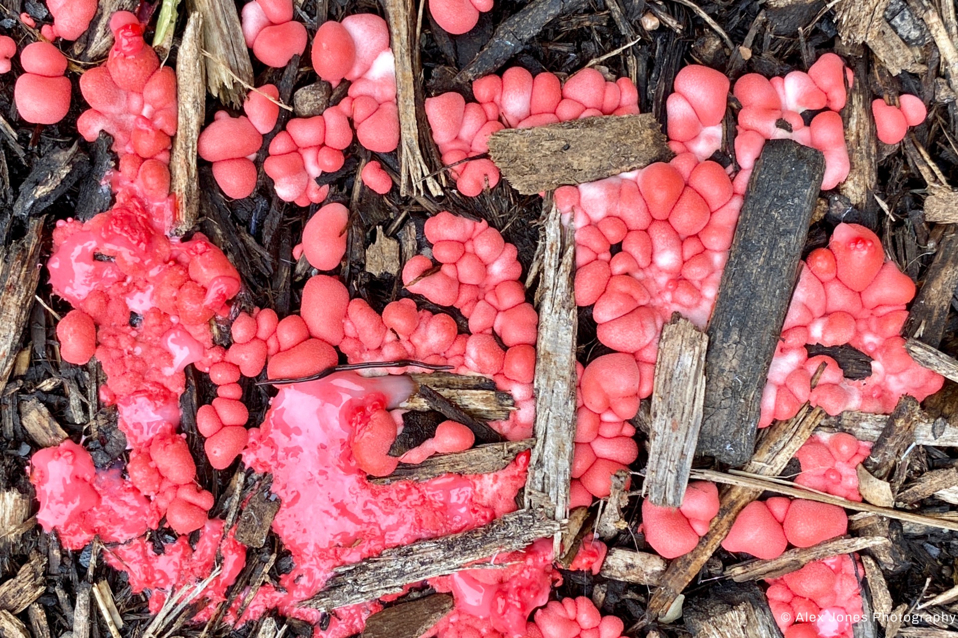This image shows bright pink, round structures growing on dead wood and plant materials on the forest floor.