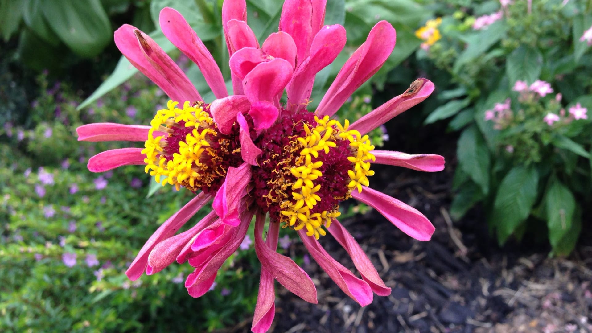This image shows a bright pink zinnia flower with a distinctive yellow center surrounded by deep red-purple stamens.