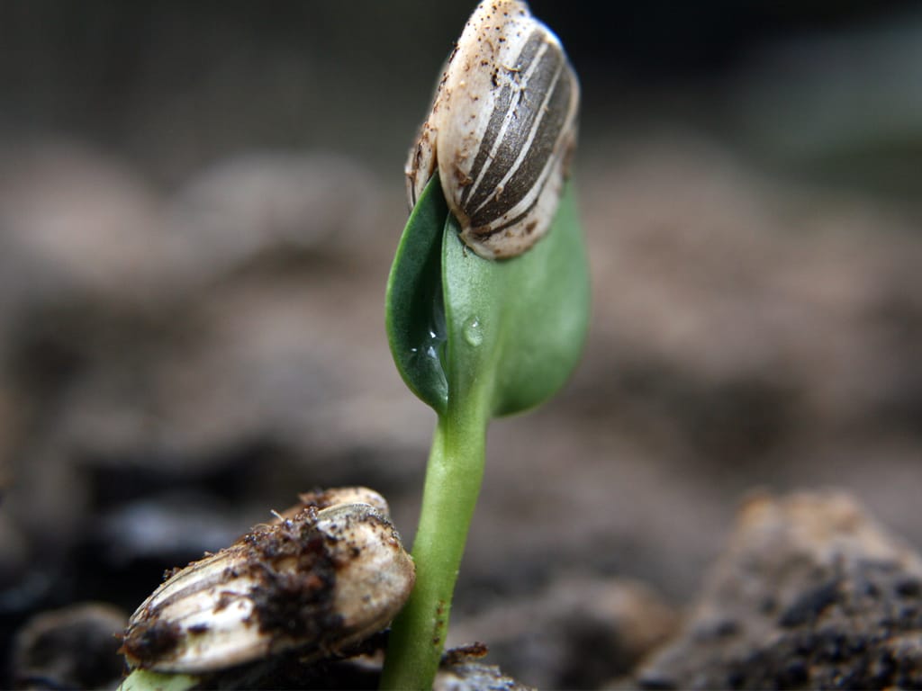 This image shows a small green plant sprouting from soil with two seed coats (the brown shells) still attached—one at the base and one at the top.