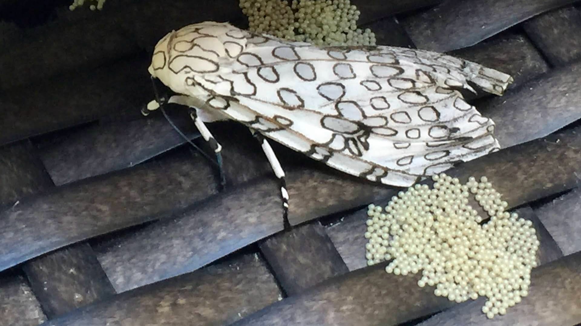 This image shows a Giant Leopard Moth with its distinctive white wings covered in brown circular spots, resting on dark branches.