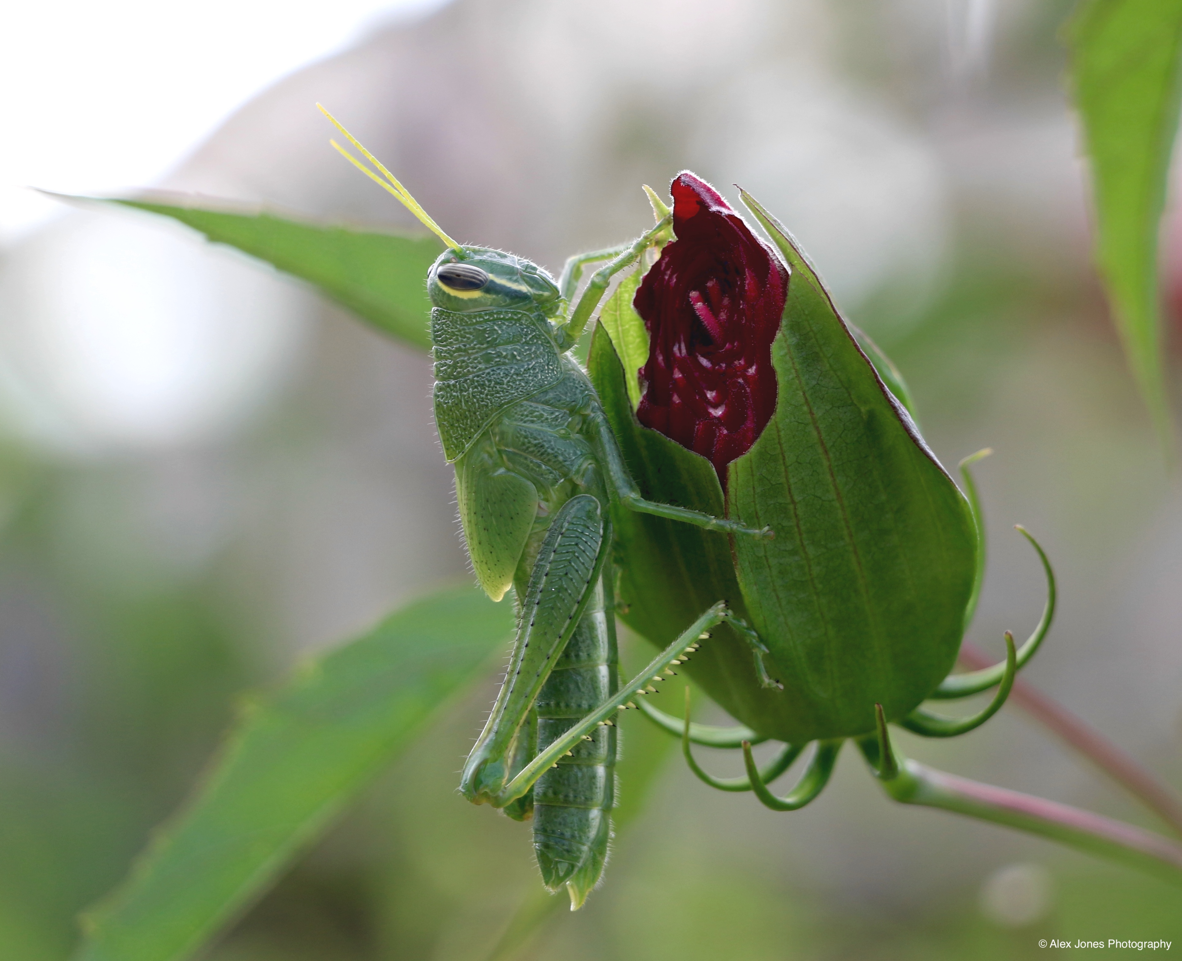 A green grasshopper is eating a red flower bud from a plant. The grasshopper has long back legs and is using its mouth to bite into the colorful flower.