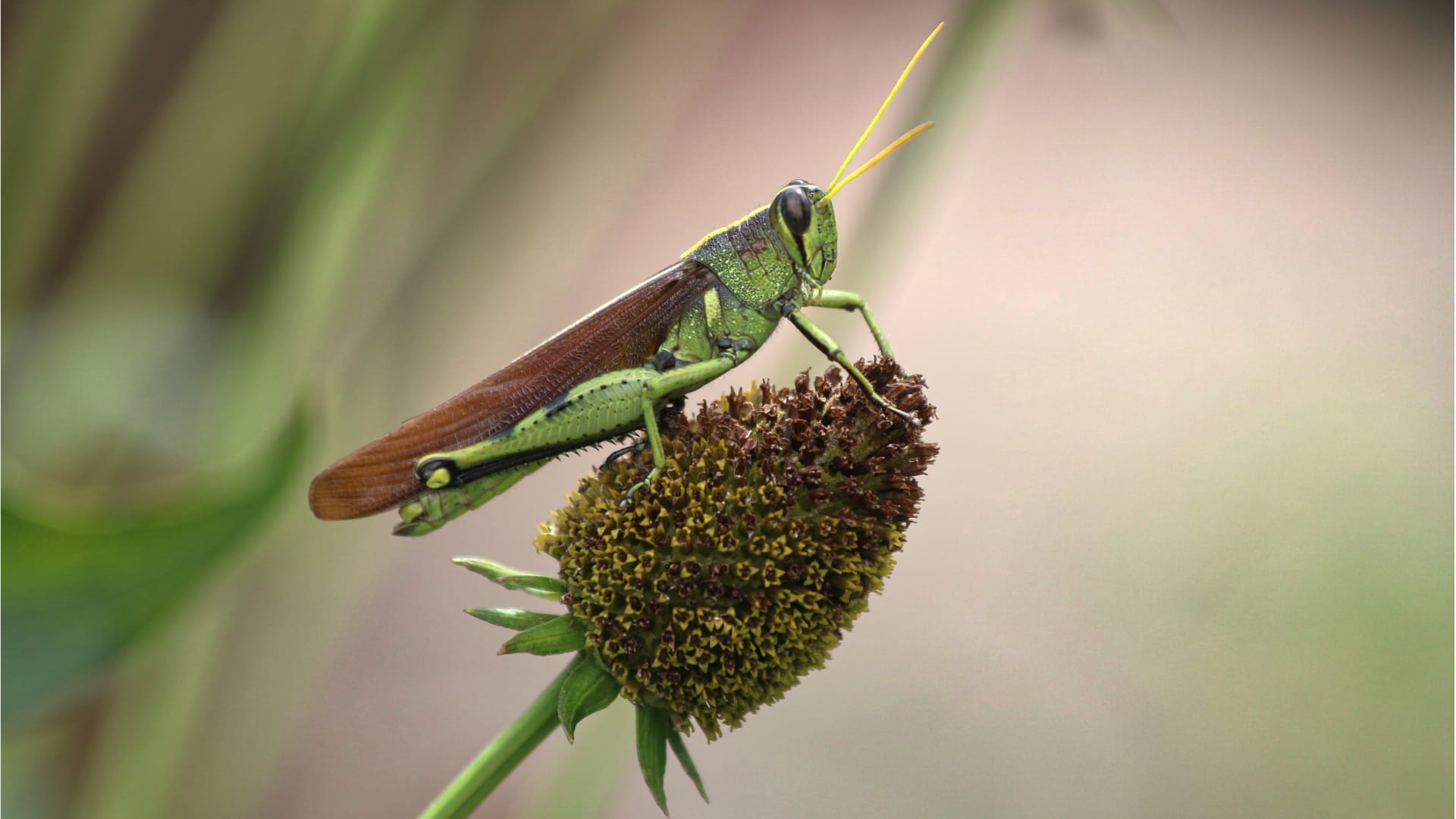 A bright green grasshopper sits on top of a brown, bumpy flower head. The grasshopper has long back legs, big eyes, and yellow antennas that stick up from its head.