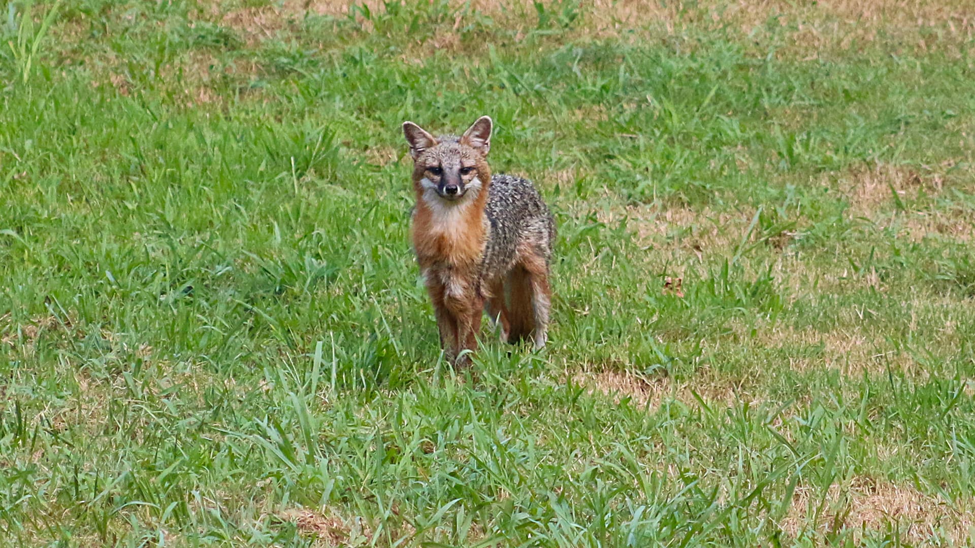 This photo shows a gray fox standing in a grassy field. The fox has pointy ears, a bushy tail, and fur that is a mix of gray, brown, and white.