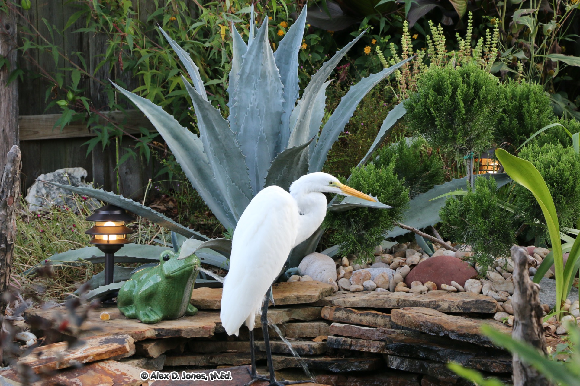 A tall white bird with a long neck and orange beak stands on wooden logs near water.
