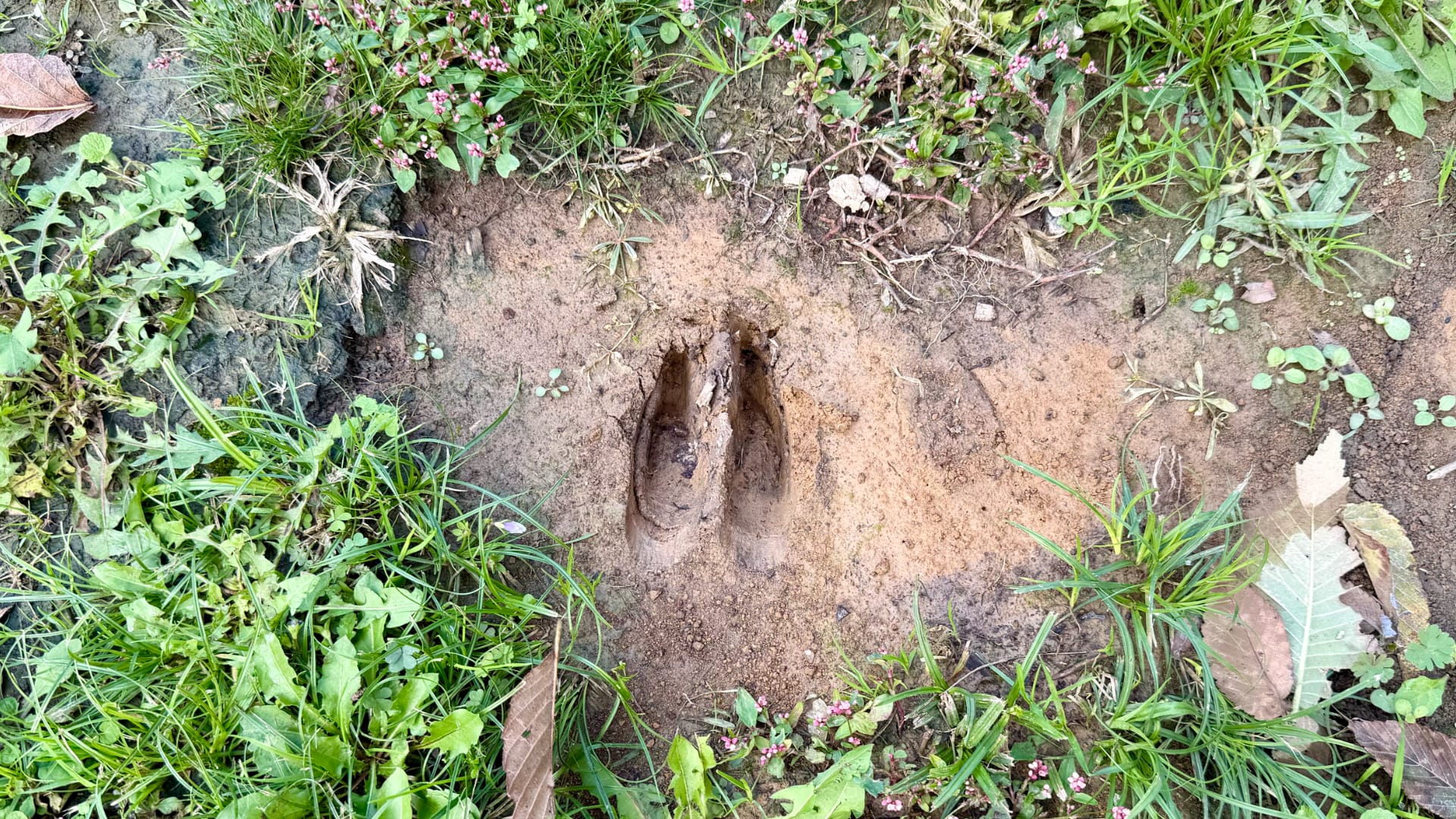 This image shows two deep footprints pressed into wet soil surrounded by grass and small flowering plants.