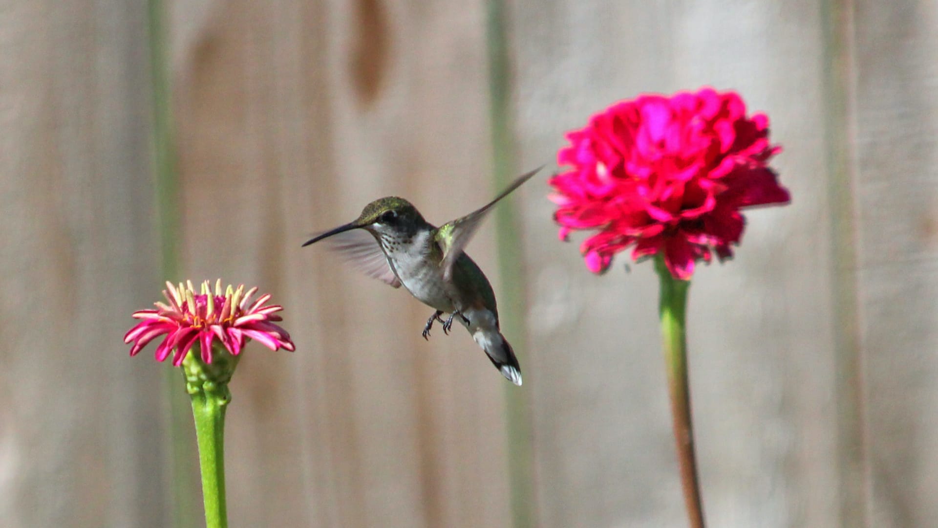 This image shows a tiny hummingbird hovering in mid-air near bright pink flowers.