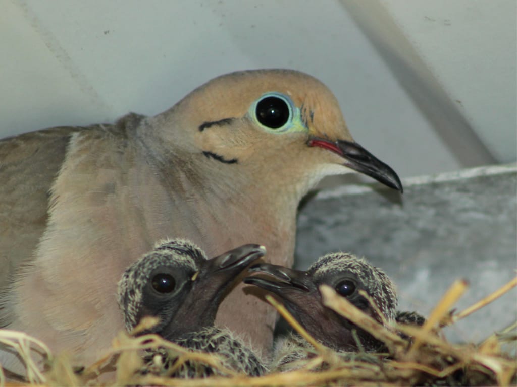 This image shows a parent dove (or similar bird) with two chicks. The parent bird has a tan-colored body with a pale blue eye ring, while the chicks are darker and fluffy.