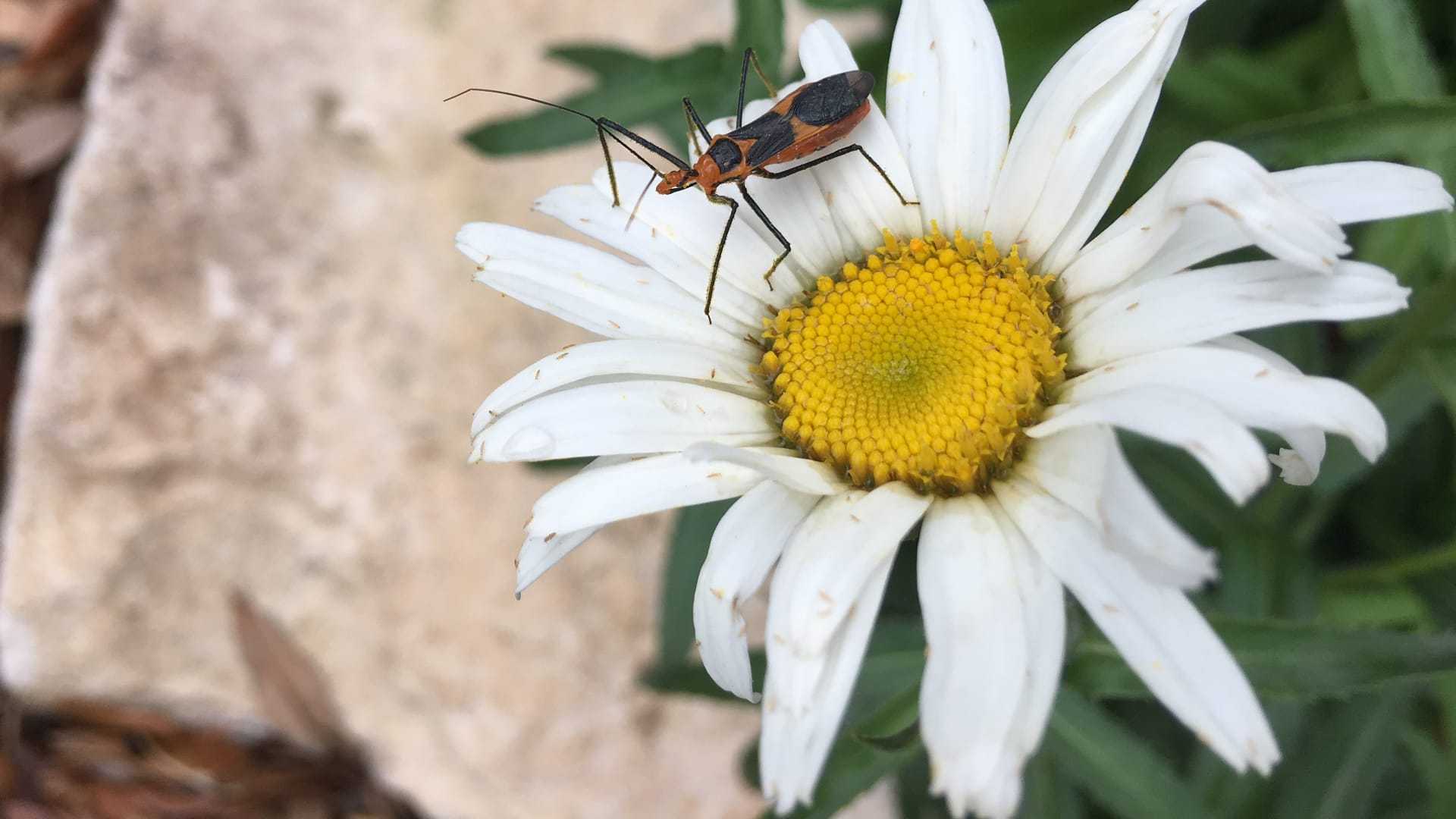 This photograph shows a brown and orange insect with long legs and antennae standing on a white daisy flower with a bright yellow center.
