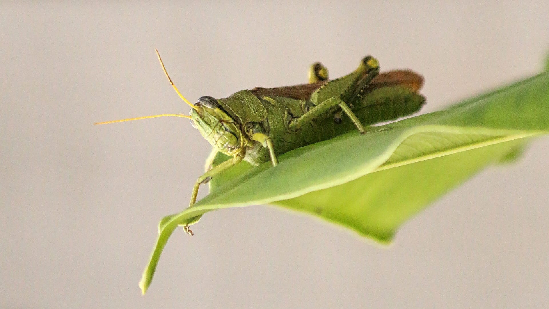 This image shows a green grasshopper sitting on a plant leaf. The grasshopper has a long body with six legs, two long antennae (feelers) on its head, and powerful back legs that help it jump.