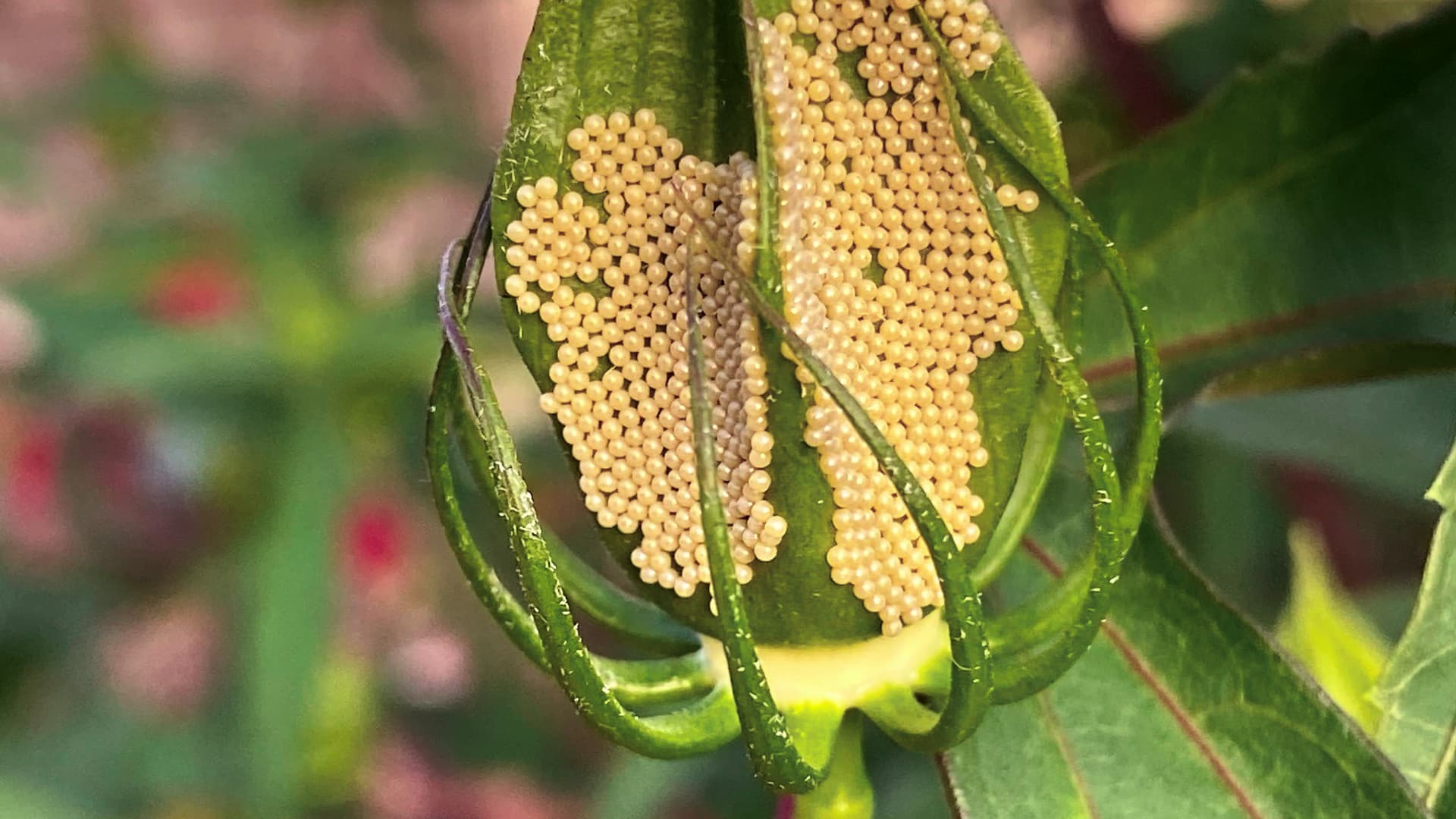 The image shows a close-up of a plant part, possibly a seed pod or a flower bud, covered in many tiny, yellowish eggs.