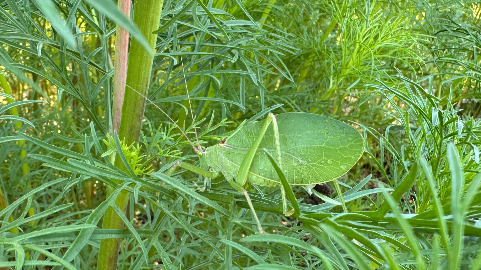 This image shows a katydid, an insect that looks like a green leaf, resting on grass and plant stems.