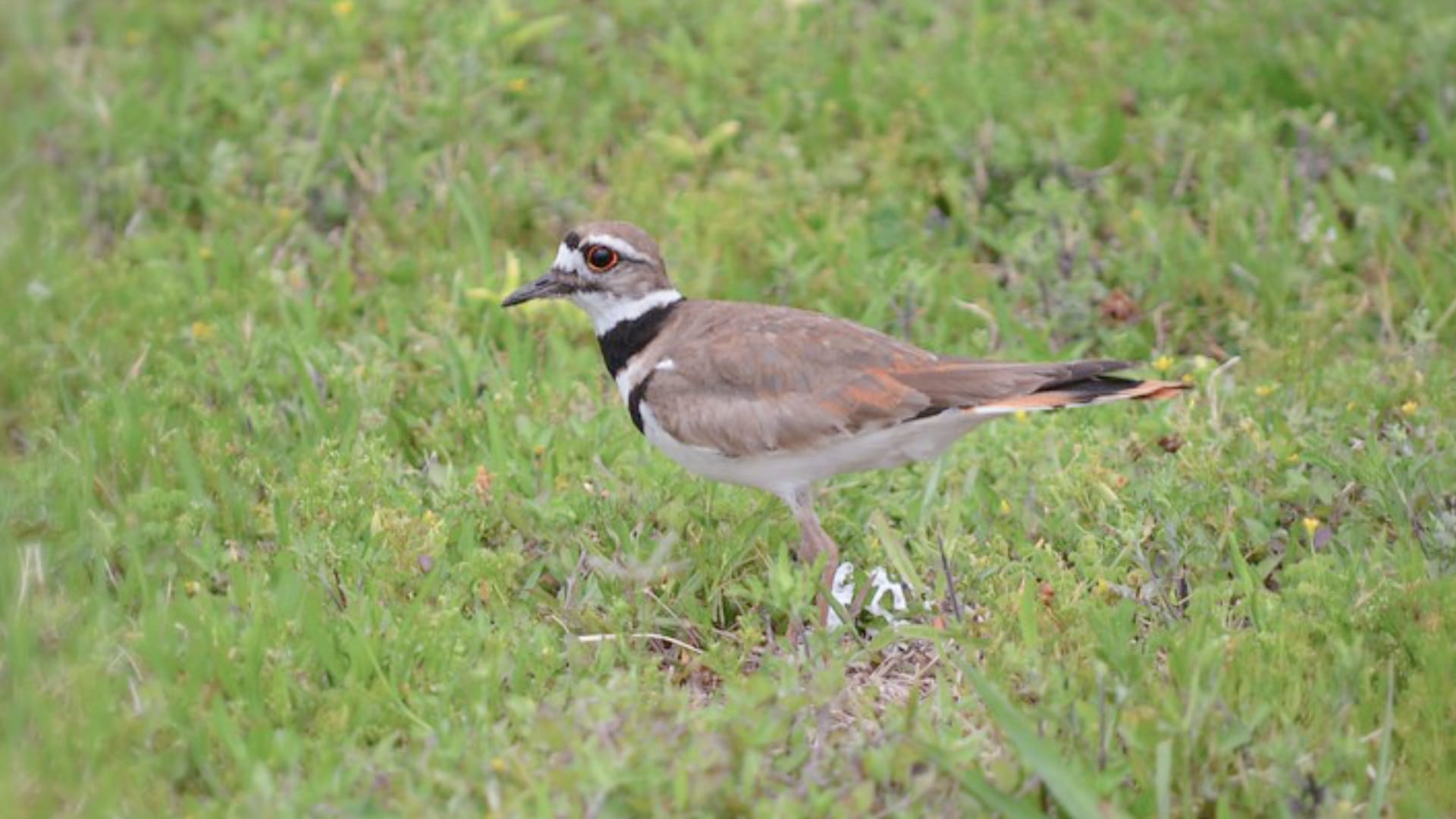 This image shows a killdeer, a small ground-dwelling bird with tan and brown feathers on its back and white feathers on its belly.