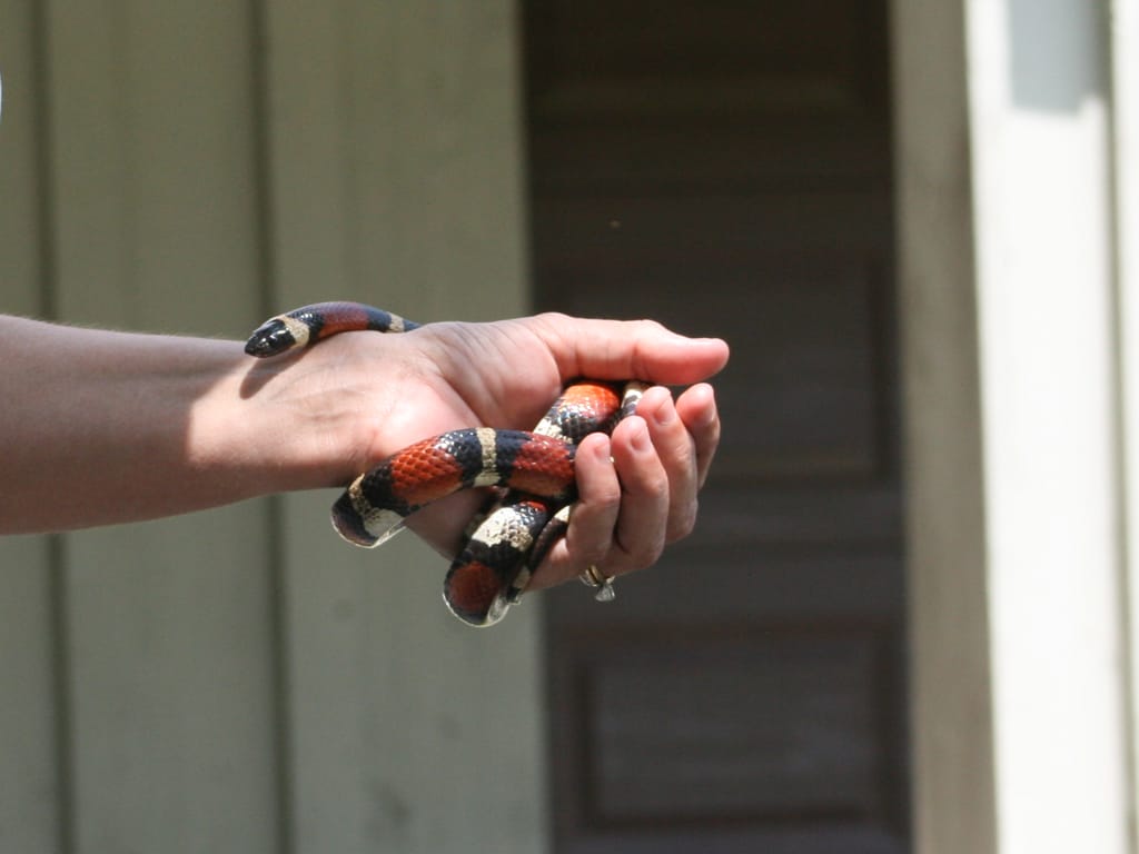 This image shows a coral snake (or coral snake mimic) being carefully held in a child's open hand.